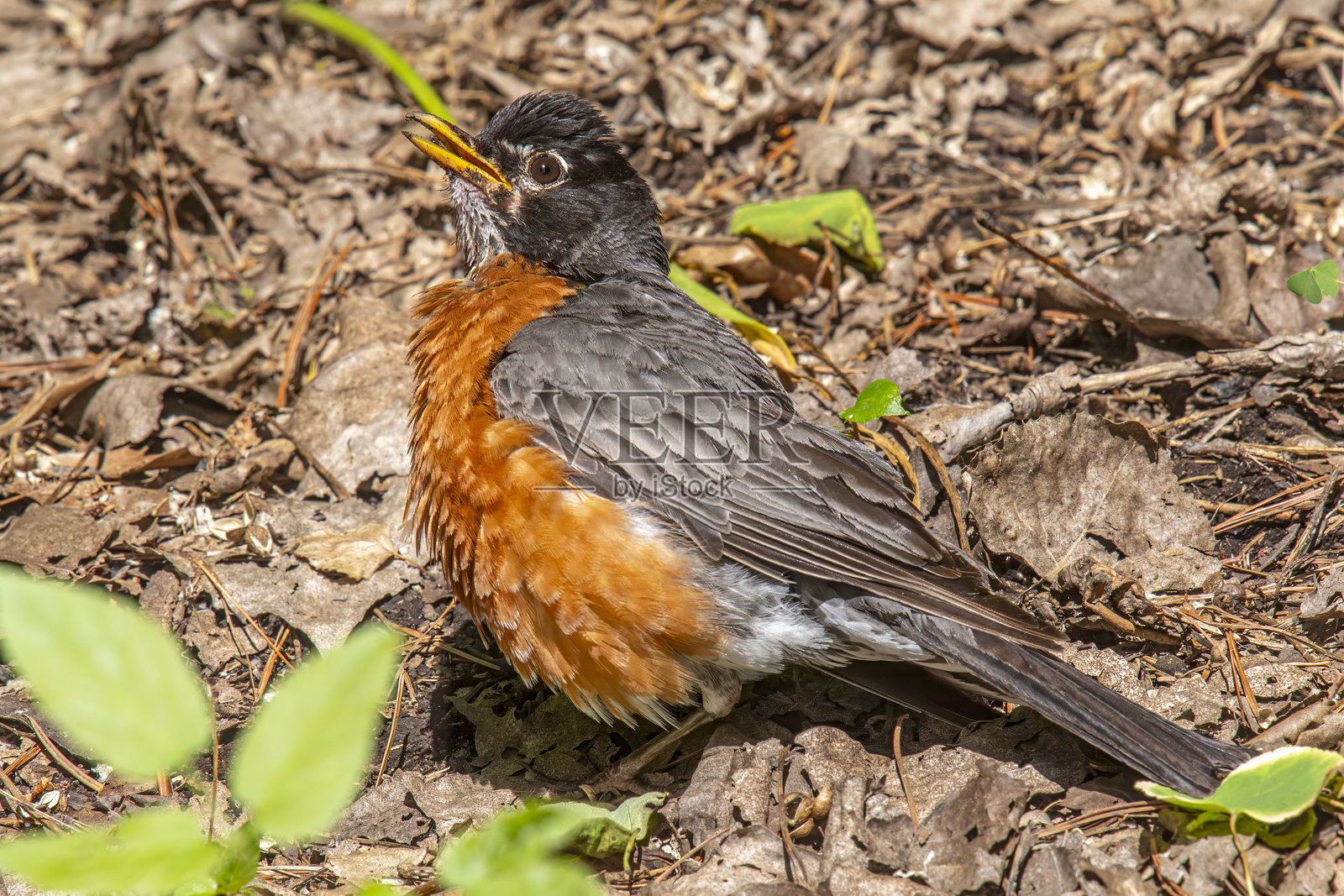美洲知更鸟照片摄影图片