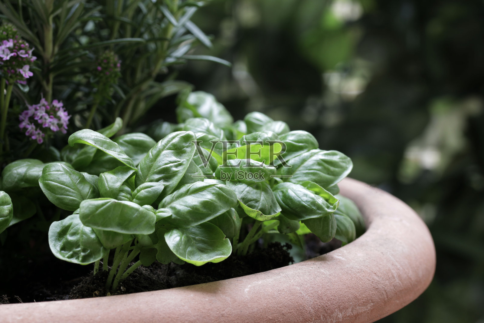 新鲜的罗勒植物。照片摄影图片