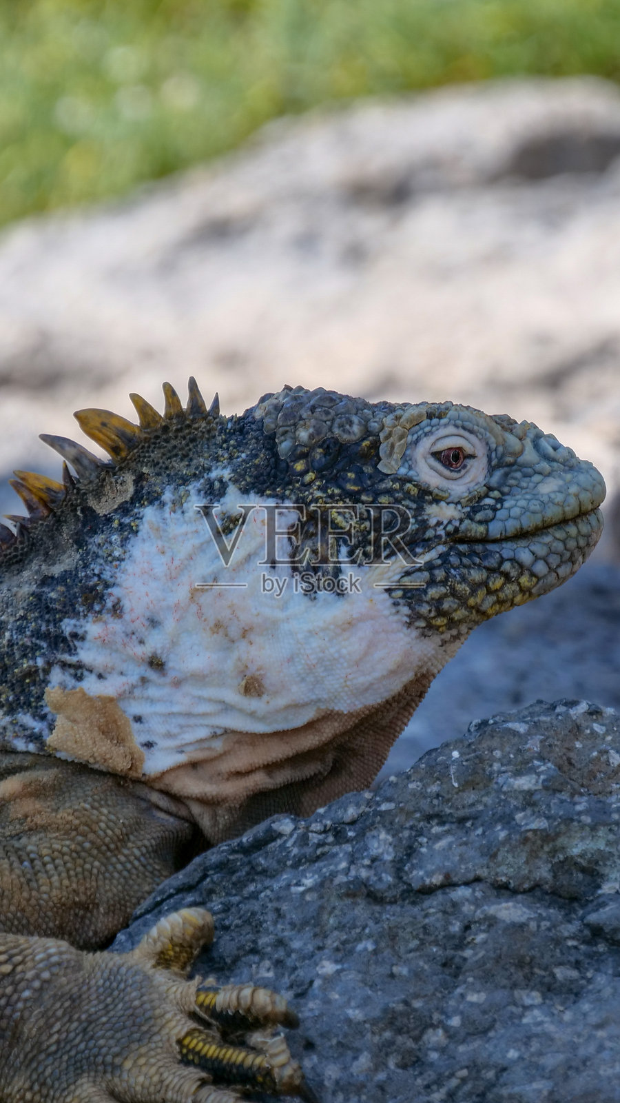 南普拉扎岛，厄瓜多尔，加拉帕戈斯，成年黄色陆地鬣蜥的特写侧面图，蜥蜴栖息在岩石上。照片摄影图片