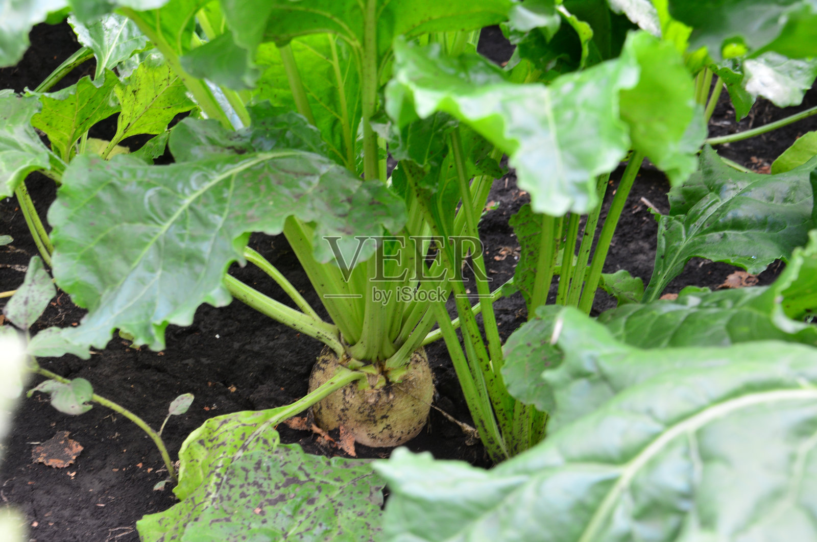 糖用甜菜植物在农业田地中独立生长照片摄影图片