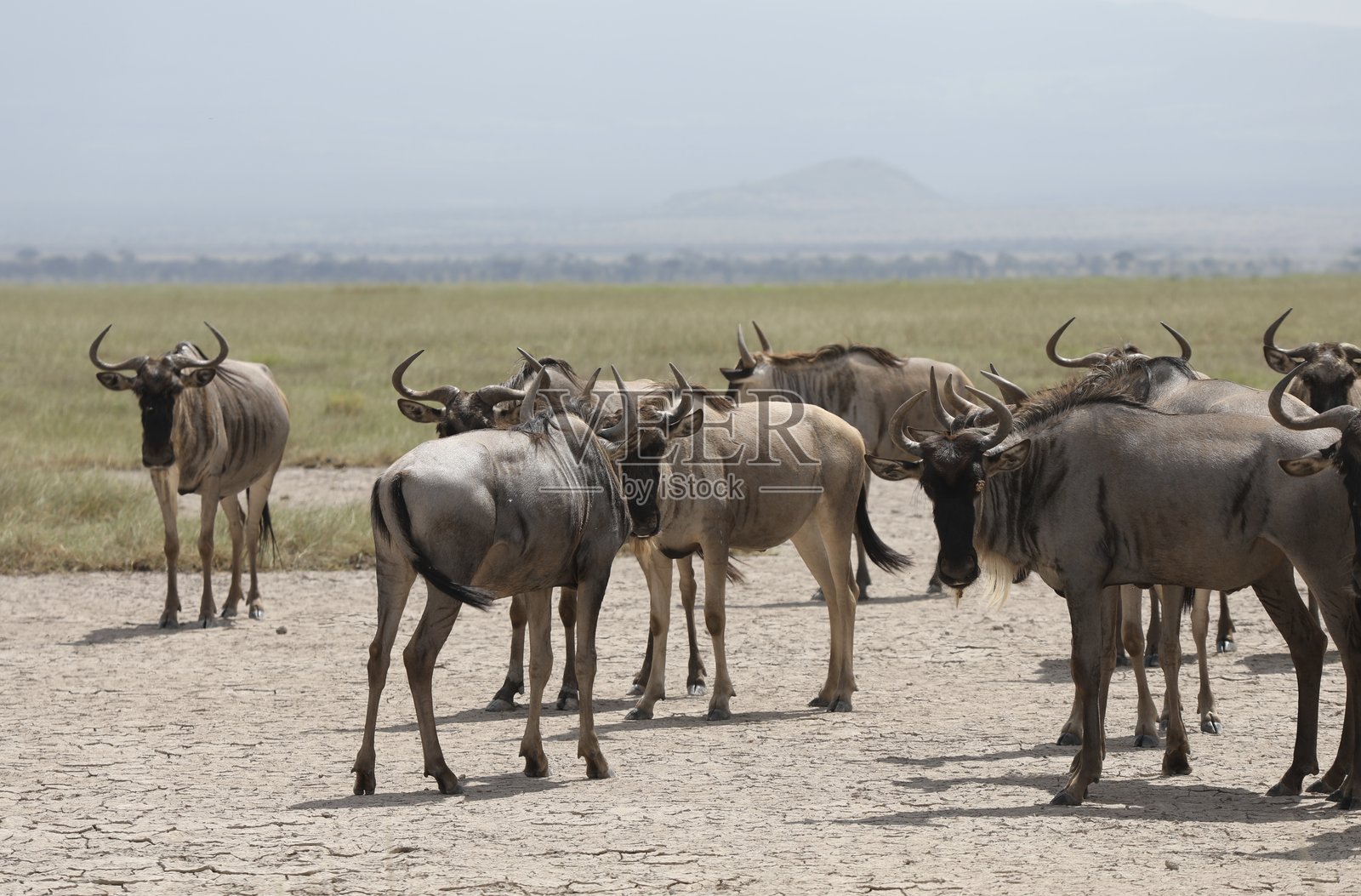 肯尼亚的角马群照片摄影图片