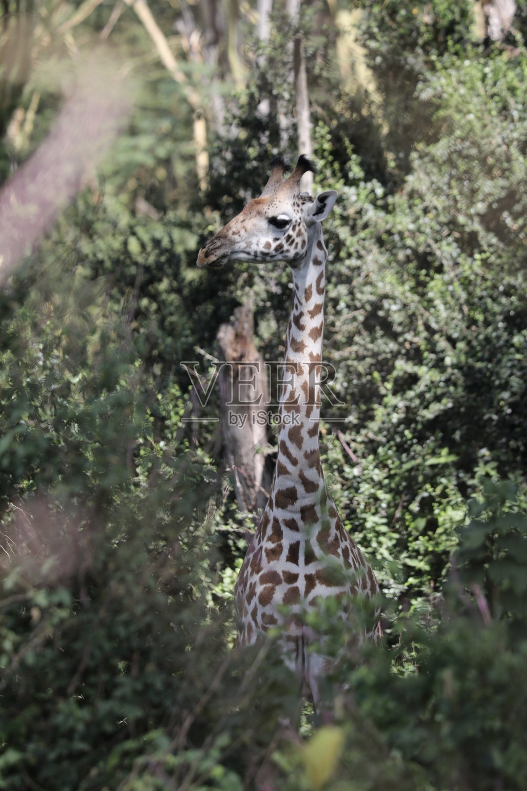 一只长颈鹿 - 肯尼亚照片摄影图片
