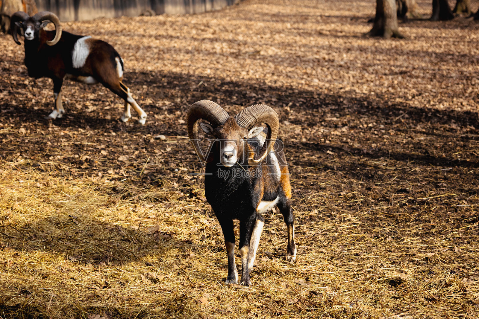 欧洲的MUFON在动物园。照片摄影图片