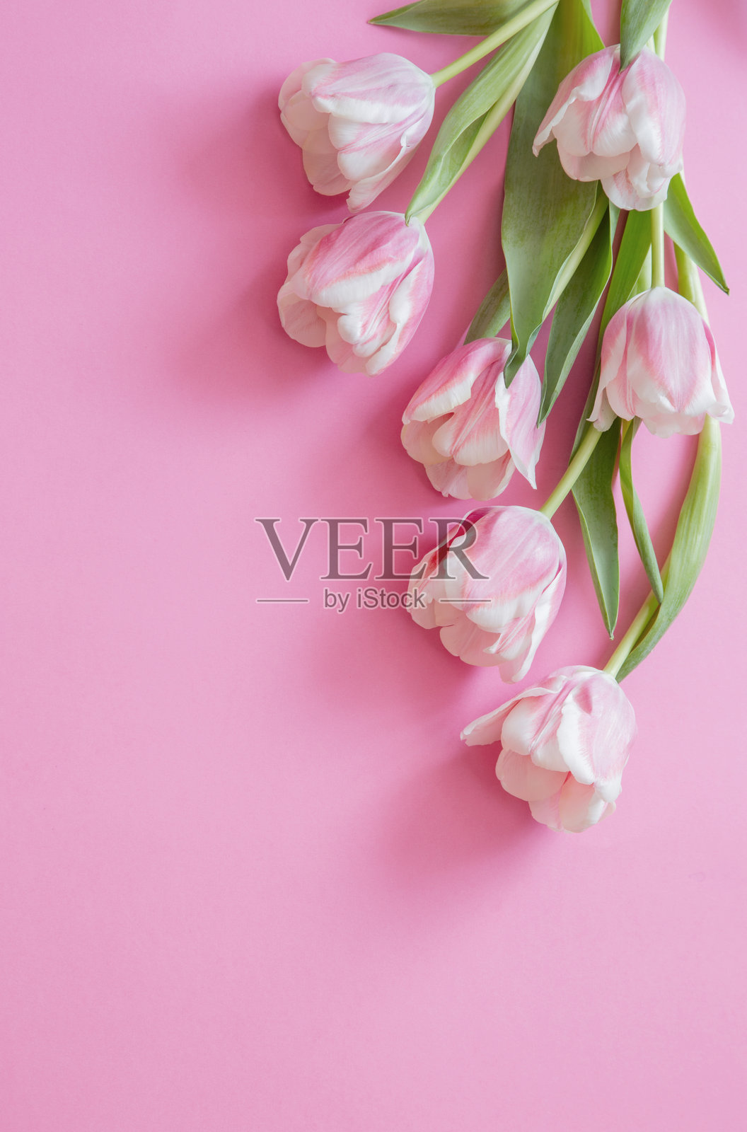 粉色郁金香与粉色纸背景照片摄影图片