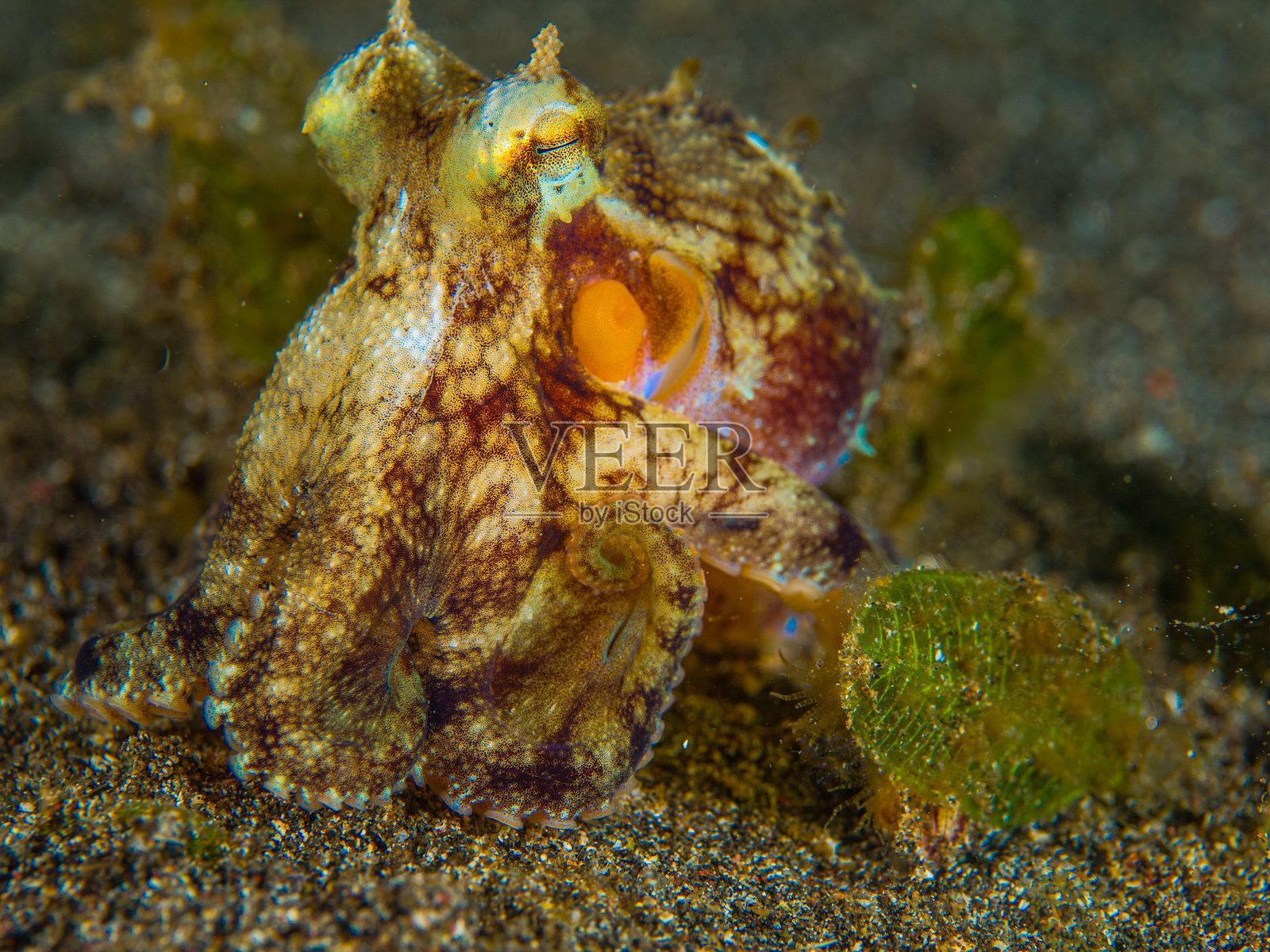 潜水艇潜水 - 水下摄影照片摄影图片