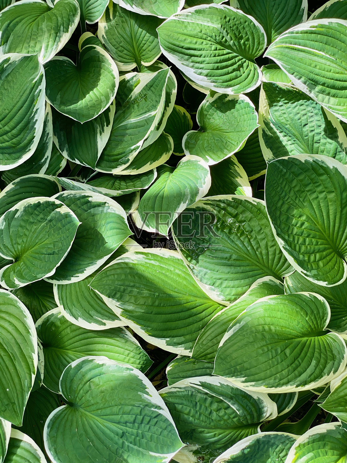 绿色的玉簪叶背景照片摄影图片