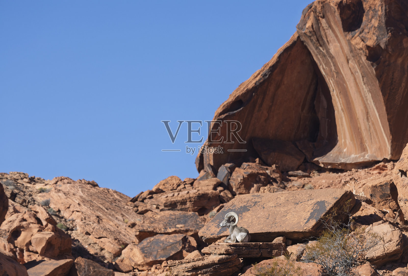 内华达沙漠中的冬季沙漠大角羊公羊照片摄影图片