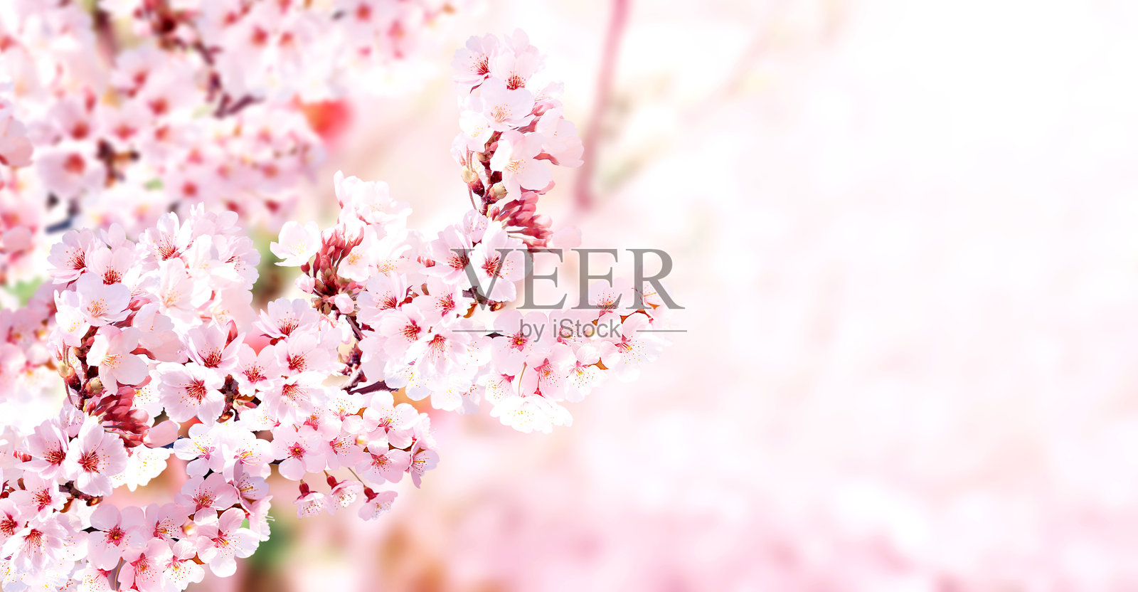 阳光明媚的背景下，白色樱花的横幅。美丽的春季自然背景，盛开的樱花枝条。日本樱花盛开的季节。照片摄影图片