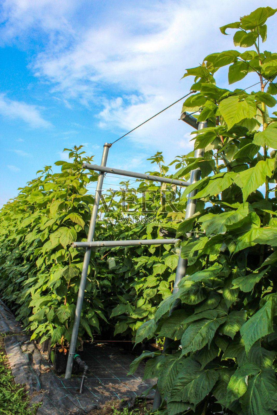 农业农田，种植大量的覆盆子植物照片摄影图片