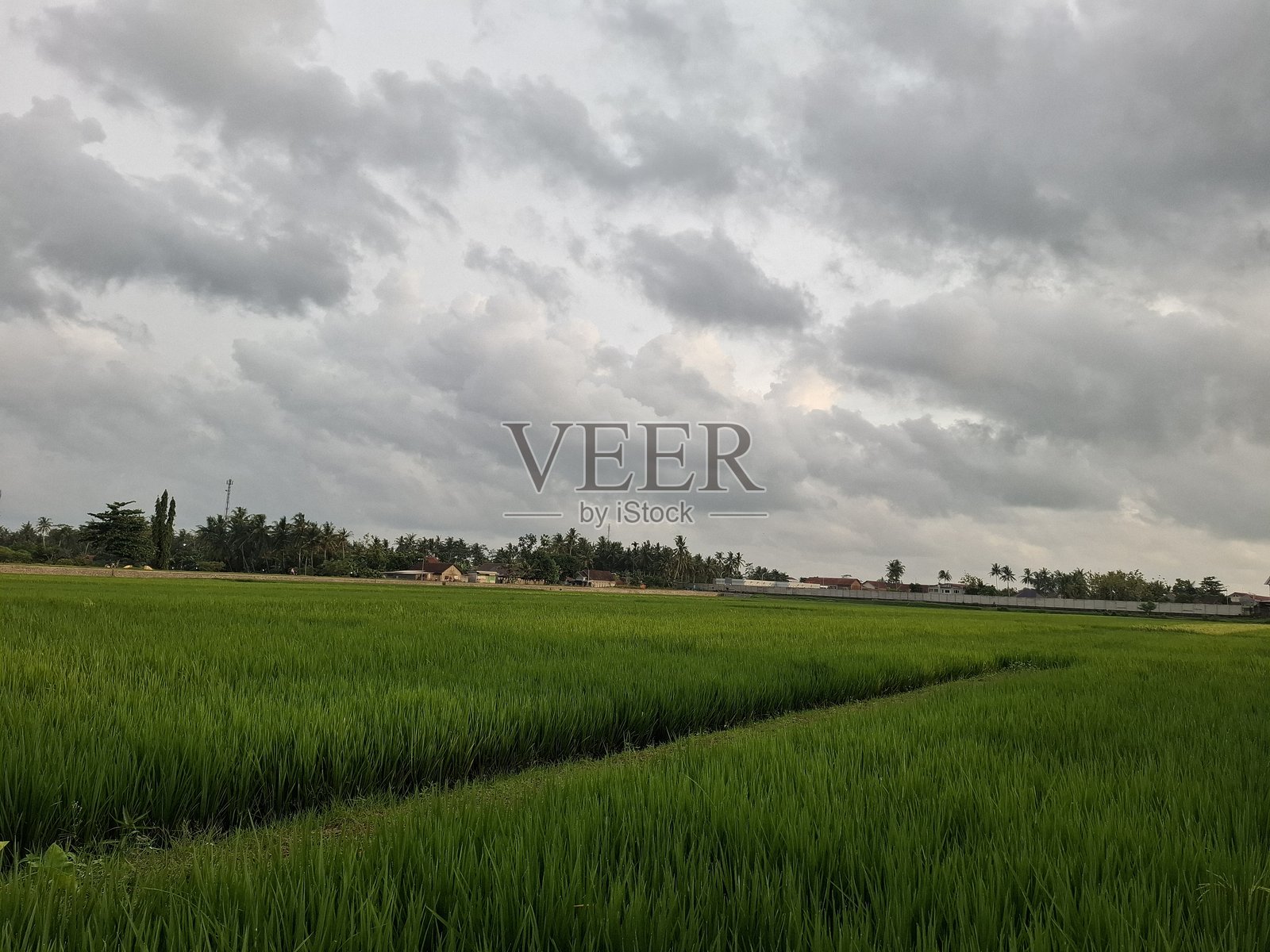 下午天空下的广阔绿色稻田照片摄影图片