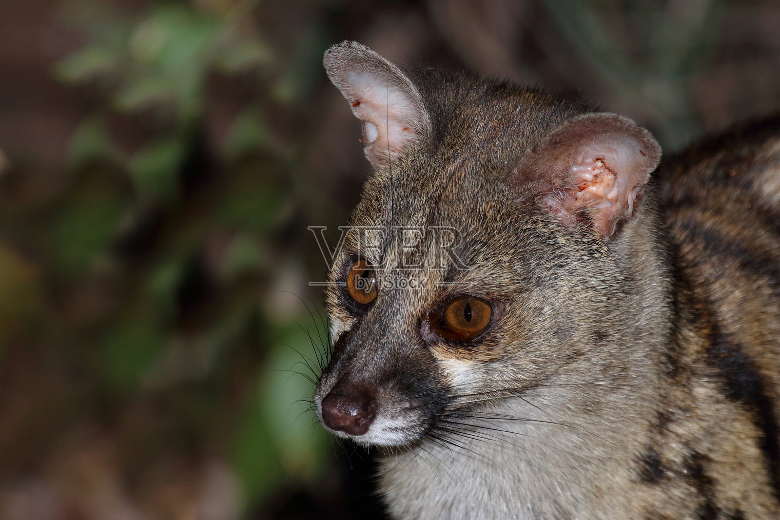 南方大斑点基因猫 / 南非大斑点基因猫 / Genetta tigrina照片摄影图片