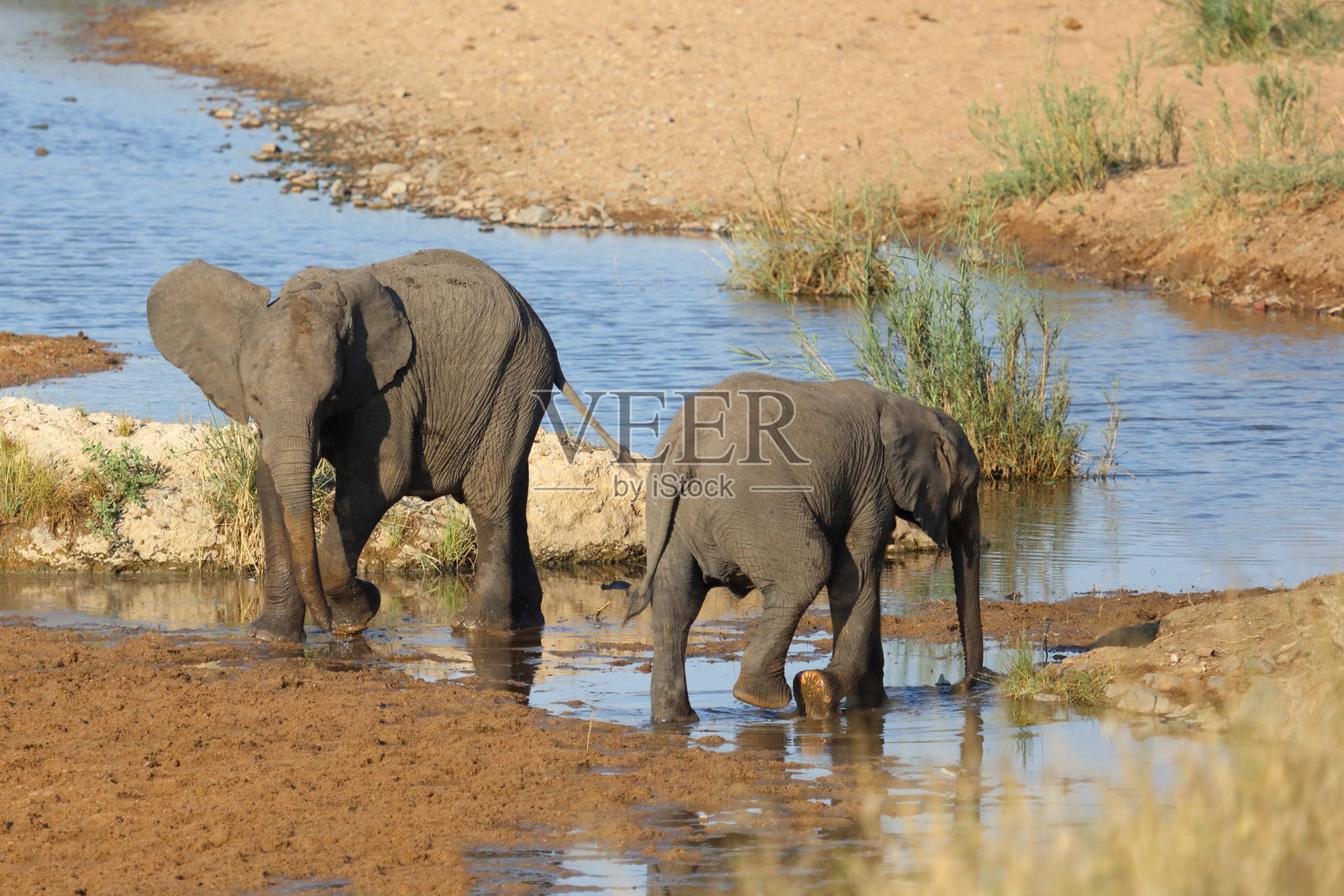 非洲象 / African elephant / Loxodonta africana照片摄影图片