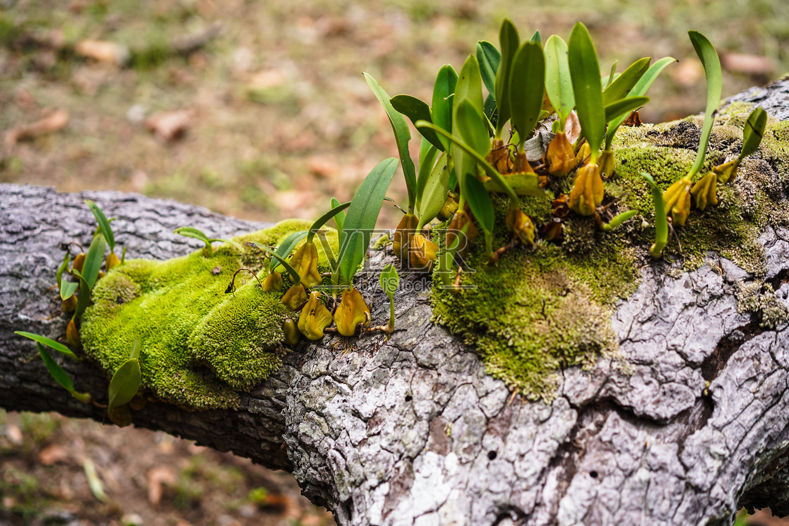 绿色苔藓和野生兰花叶子生长在树皮上。特写。照片摄影图片