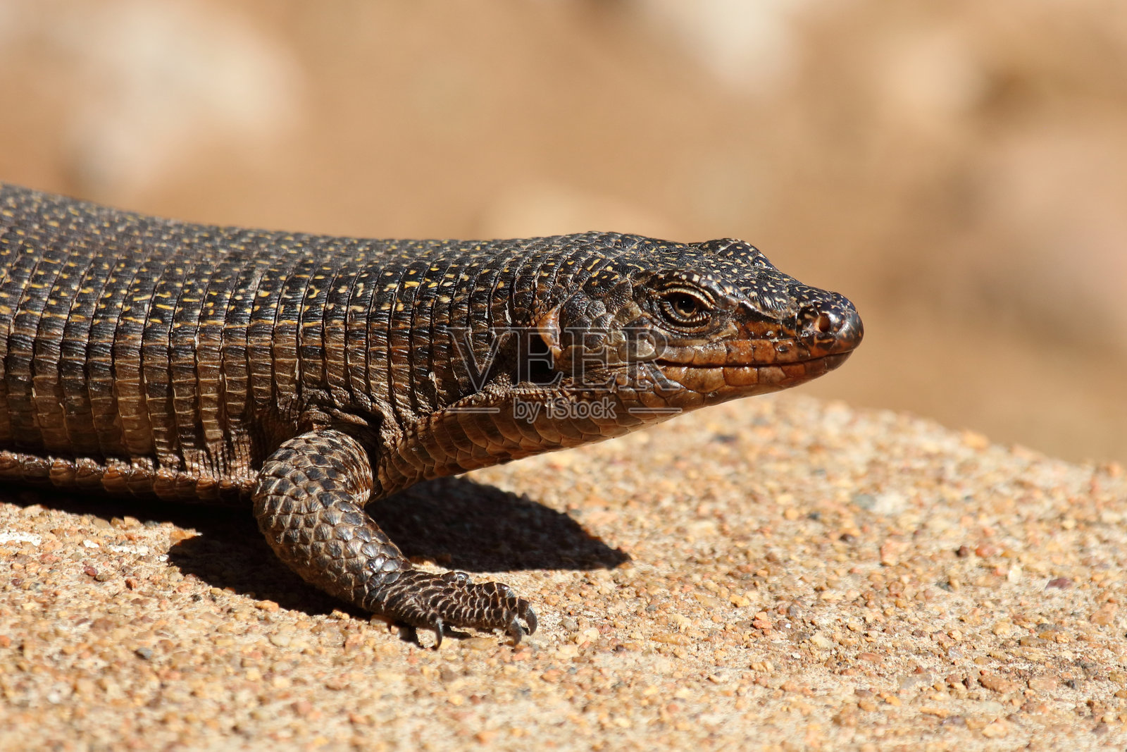 巨型盾蜥 / Matobosaurus validus照片摄影图片