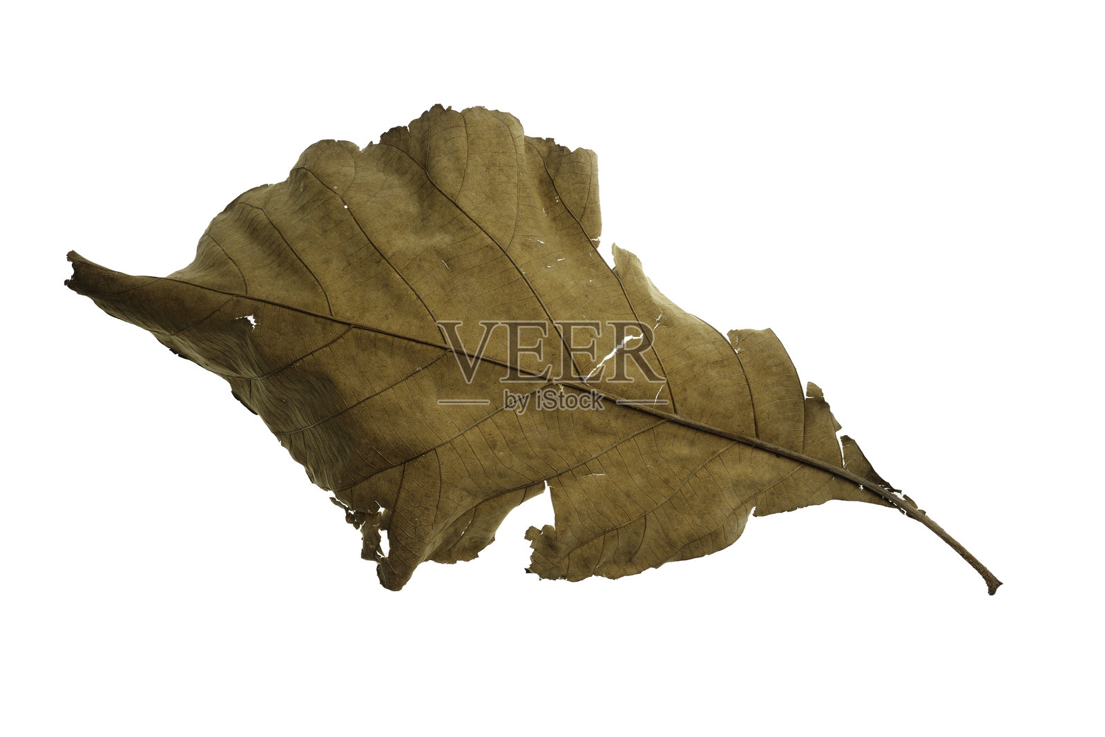 干枯的叶子在白色背景上飘落，棕色柚木叶子的纹理。照片摄影图片