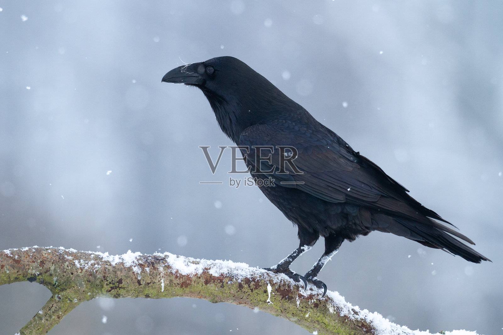 美丽的黑色鸟在草地上飞翔，北方波兰的冬季雪地上的渡鸦（Corvus corax）照片摄影图片
