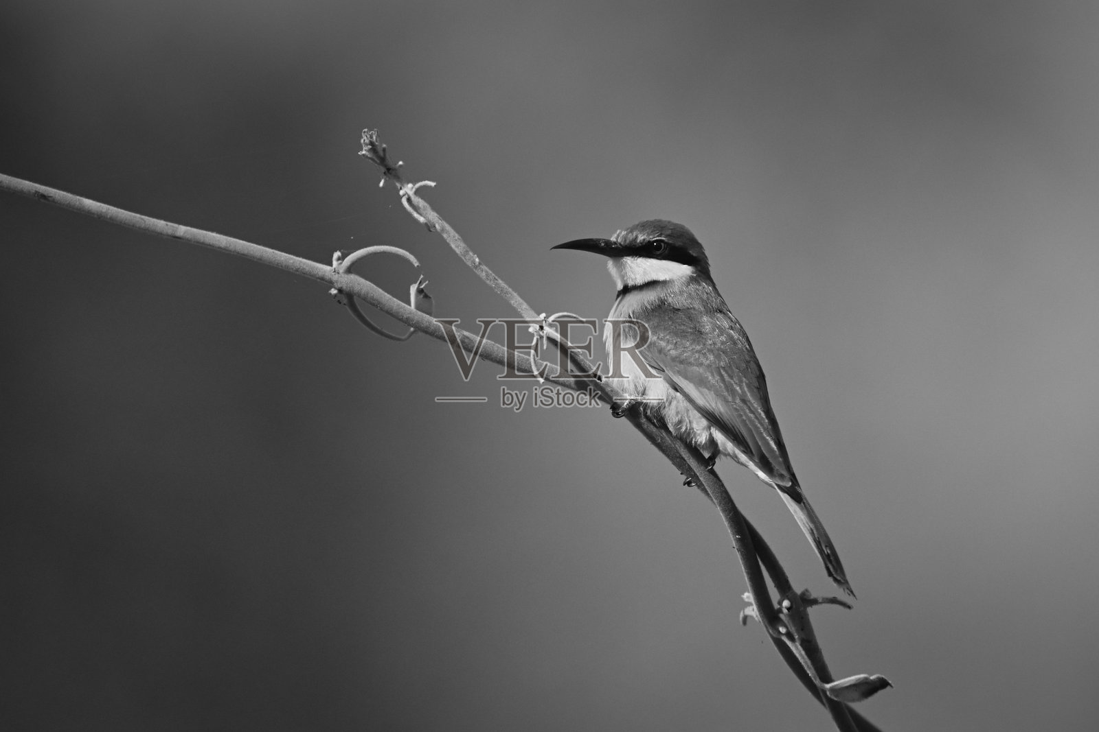 单色小蜜蜂捕食者在藤蔓上带有光斑照片摄影图片