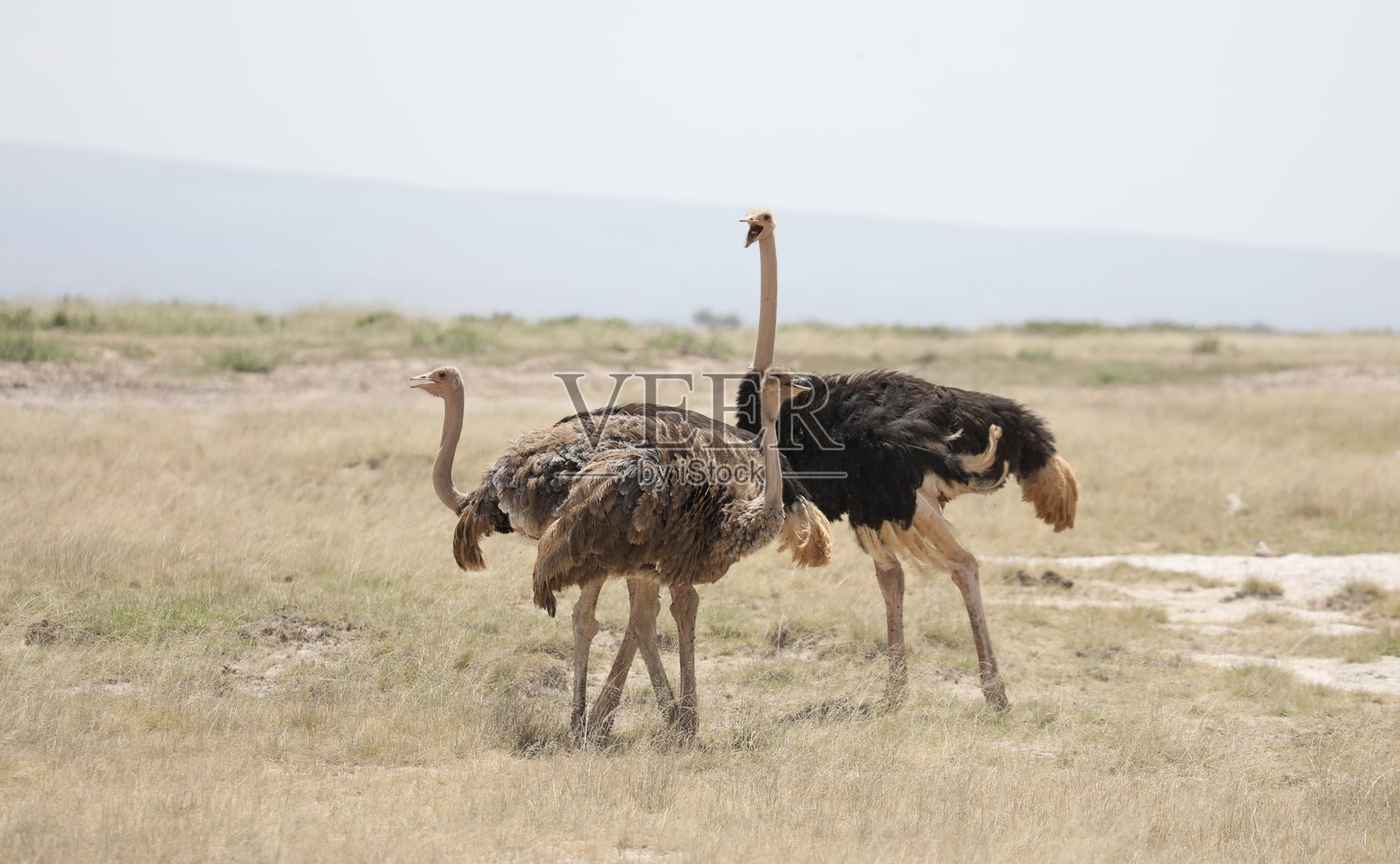 肯尼亚的鸵鸟群照片摄影图片