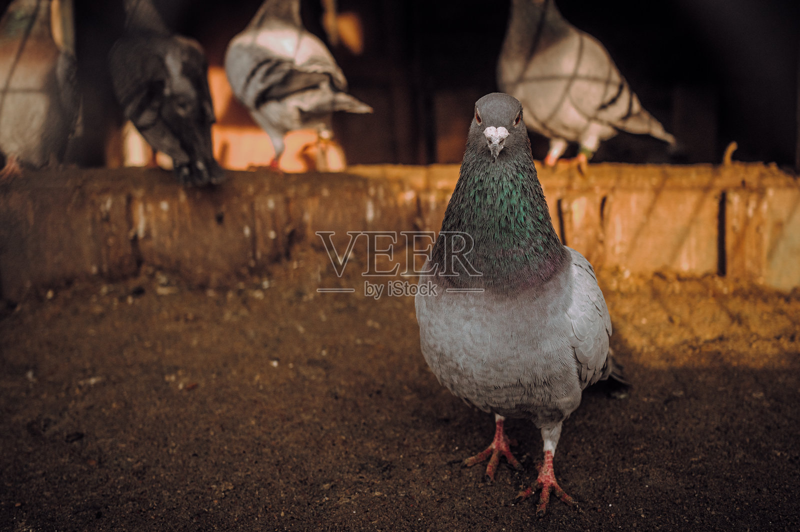 鸽子繁殖，鸽子巢照片摄影图片