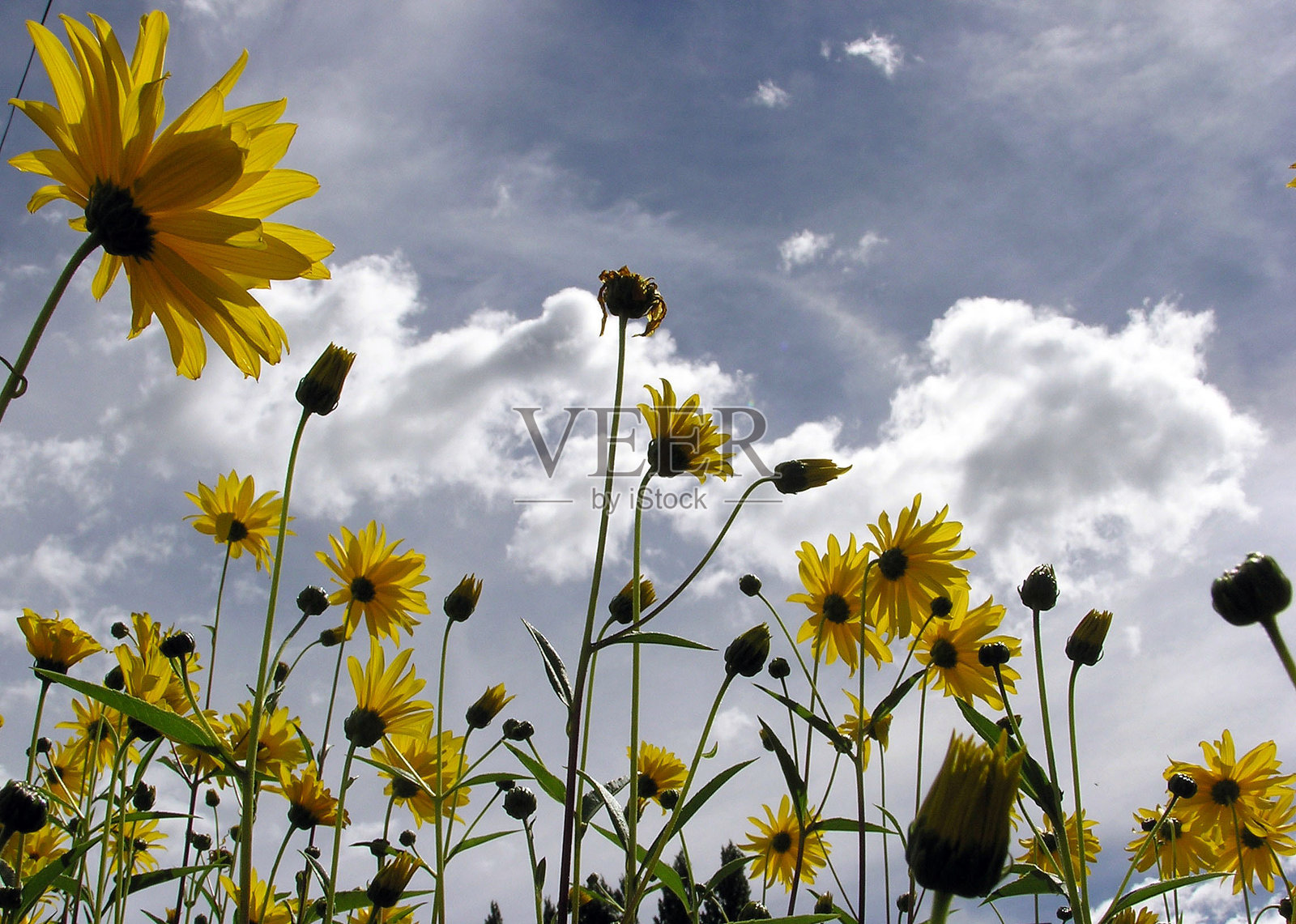 阳光下的黄色花朵照片摄影图片