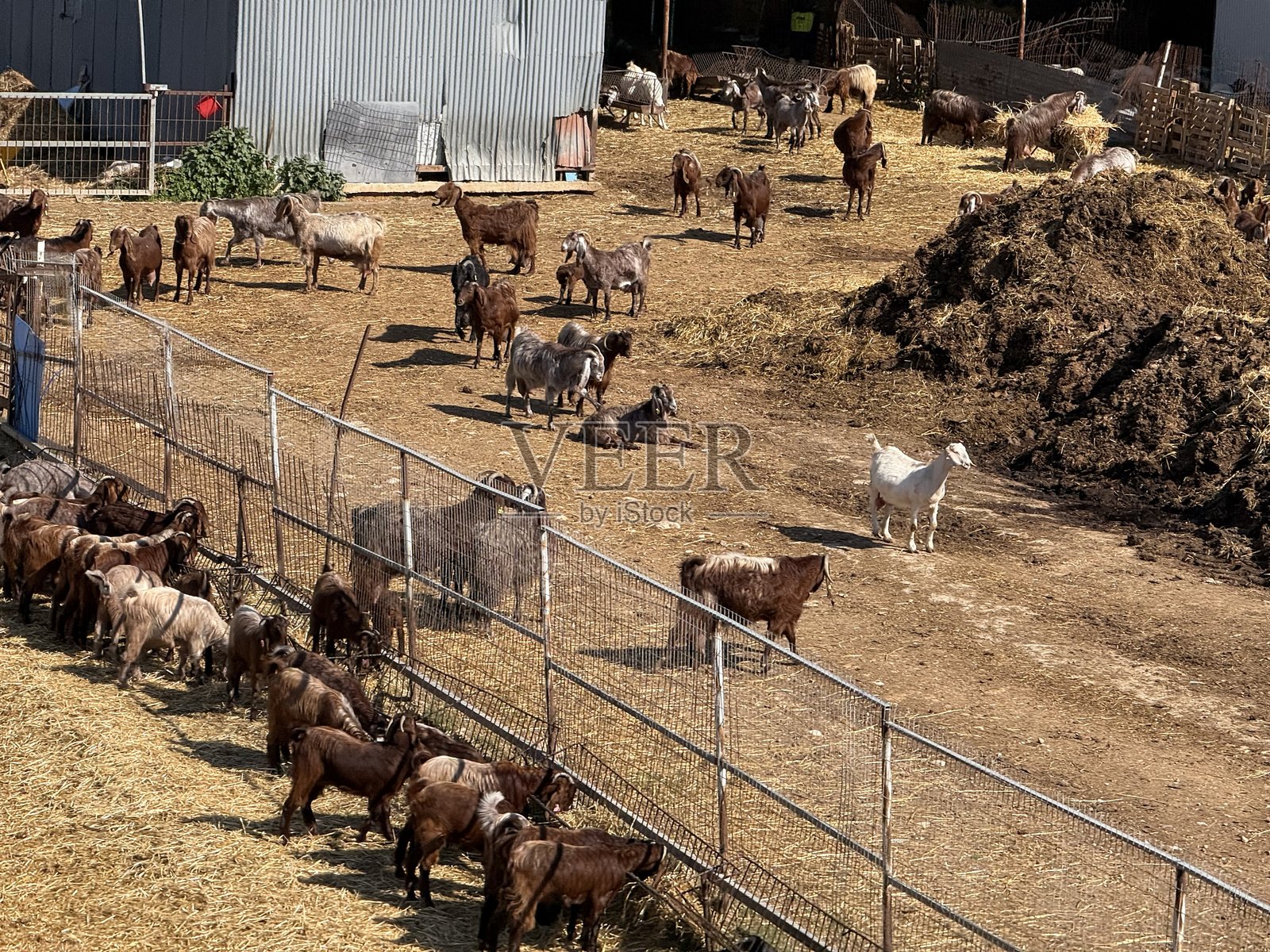 农场院子里的羊群和山羊。地中海奶牛场，饲养农场动物。照片摄影图片