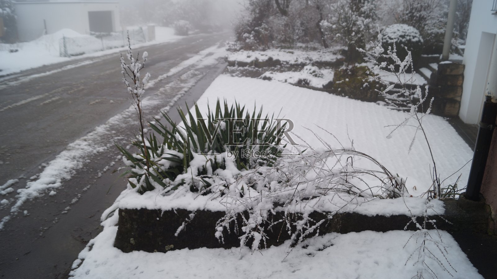 宁静的冬季风景被新雪覆盖，树木在雾霭中渐渐消失。照片摄影图片