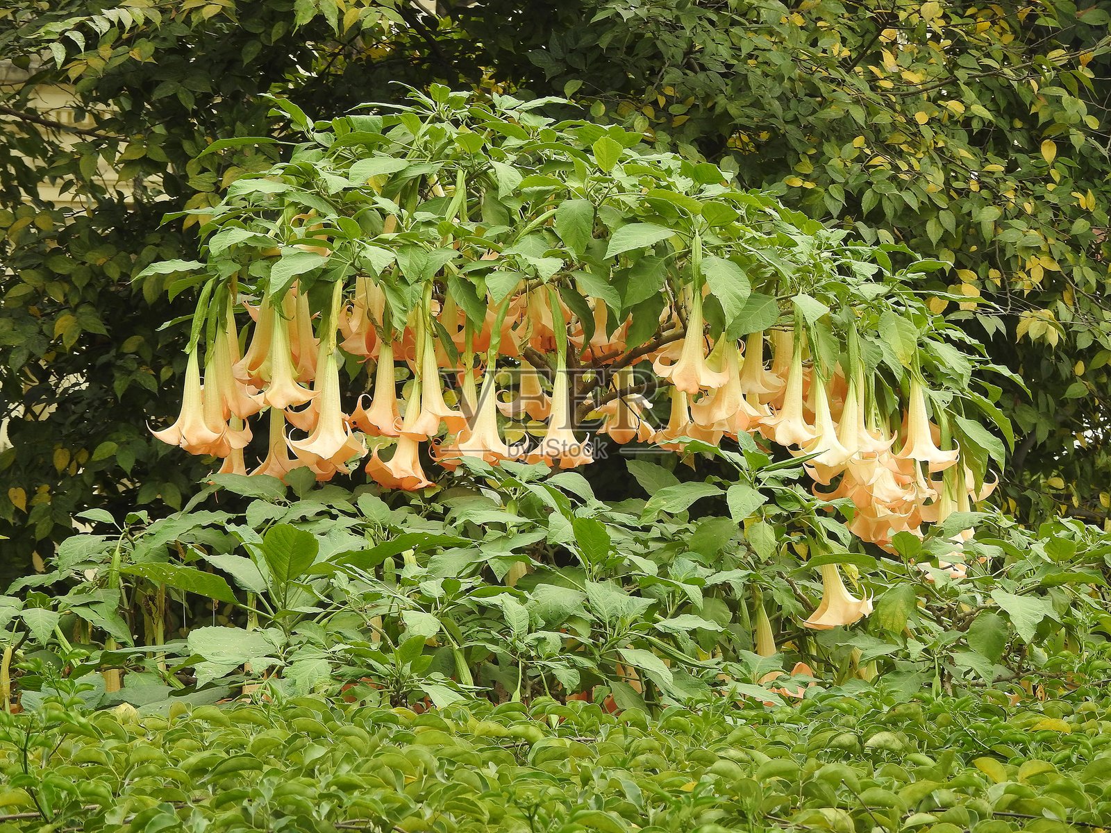 金钟花，梦园，尼泊尔加德满都照片摄影图片