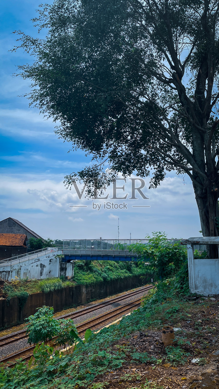 铁路轨道在一棵大树下，天空风景如画，桥梁高架在上方。照片摄影图片