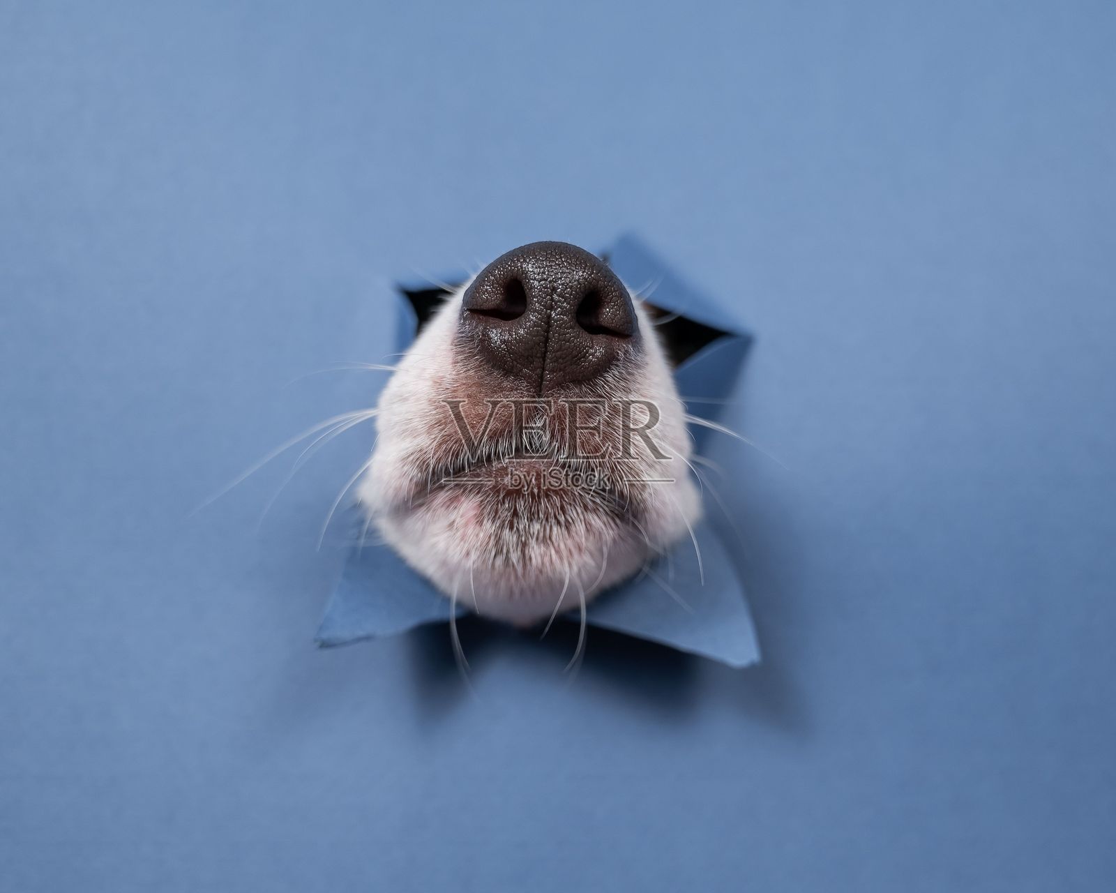 杰克罗素梗狗的鼻子从撕裂的纸张中探出，背景为蓝色。照片摄影图片