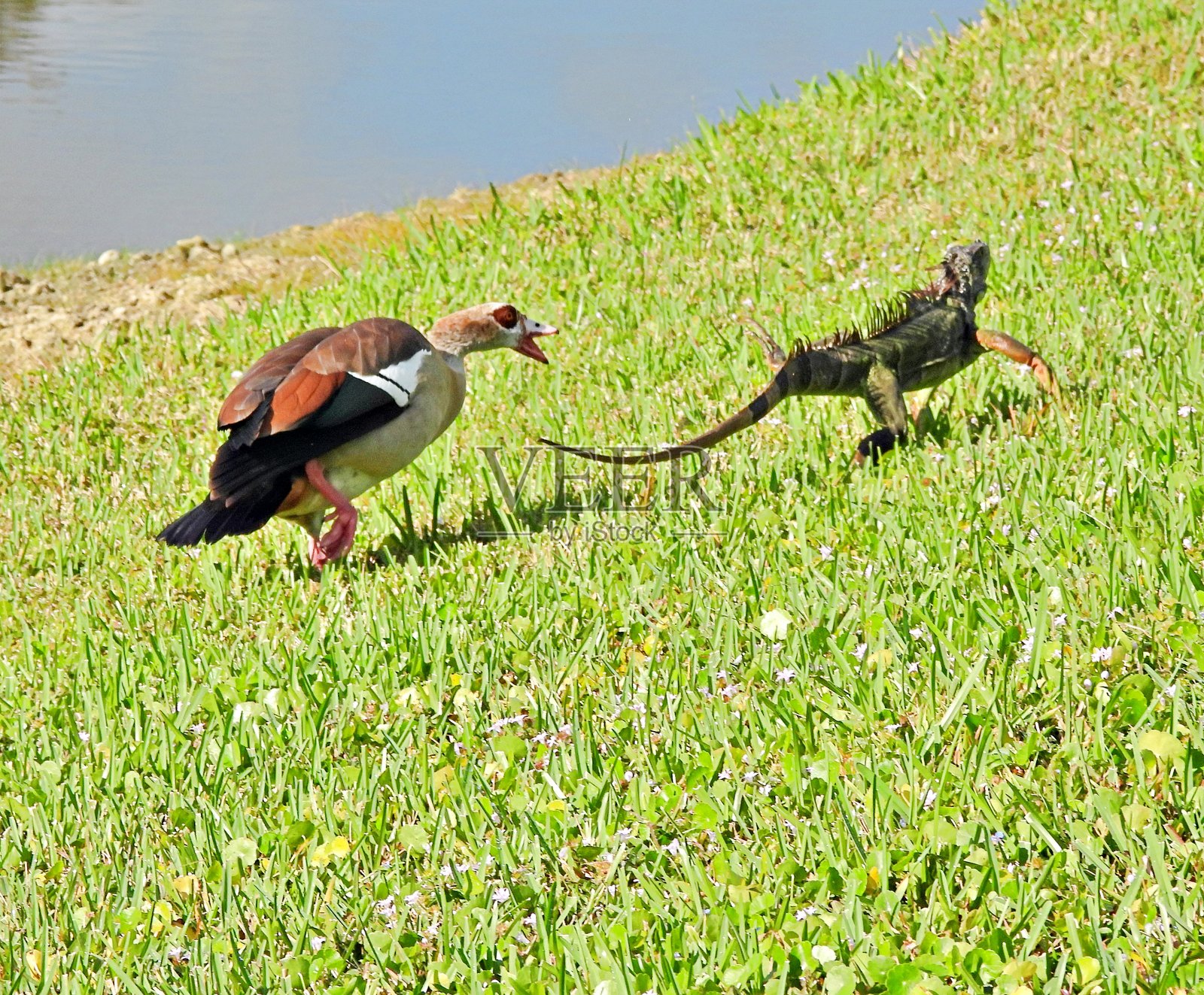 埃及雁（Alopochen aegyptiaca）- 通过驱赶绿鬣蜥来保护她的小鸭子照片摄影图片