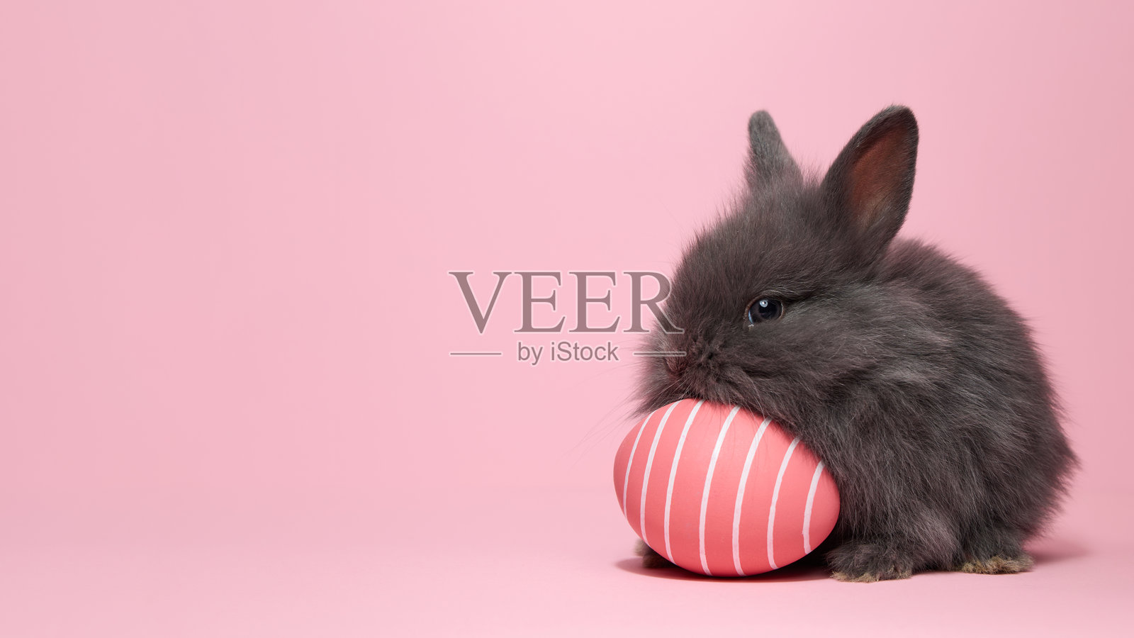 灰色兔子与粉色条纹彩蛋在复活节假期中照片摄影图片