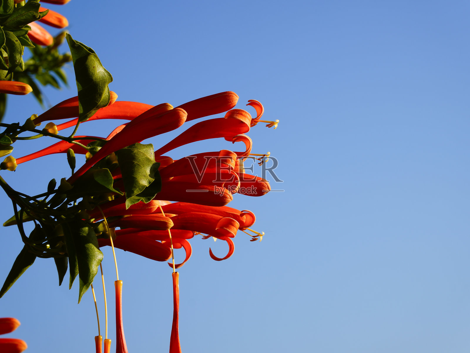 以色列春季美丽的热带橙色火焰花（Pyrostegia venusta）枝条特写，自然之美。照片摄影图片