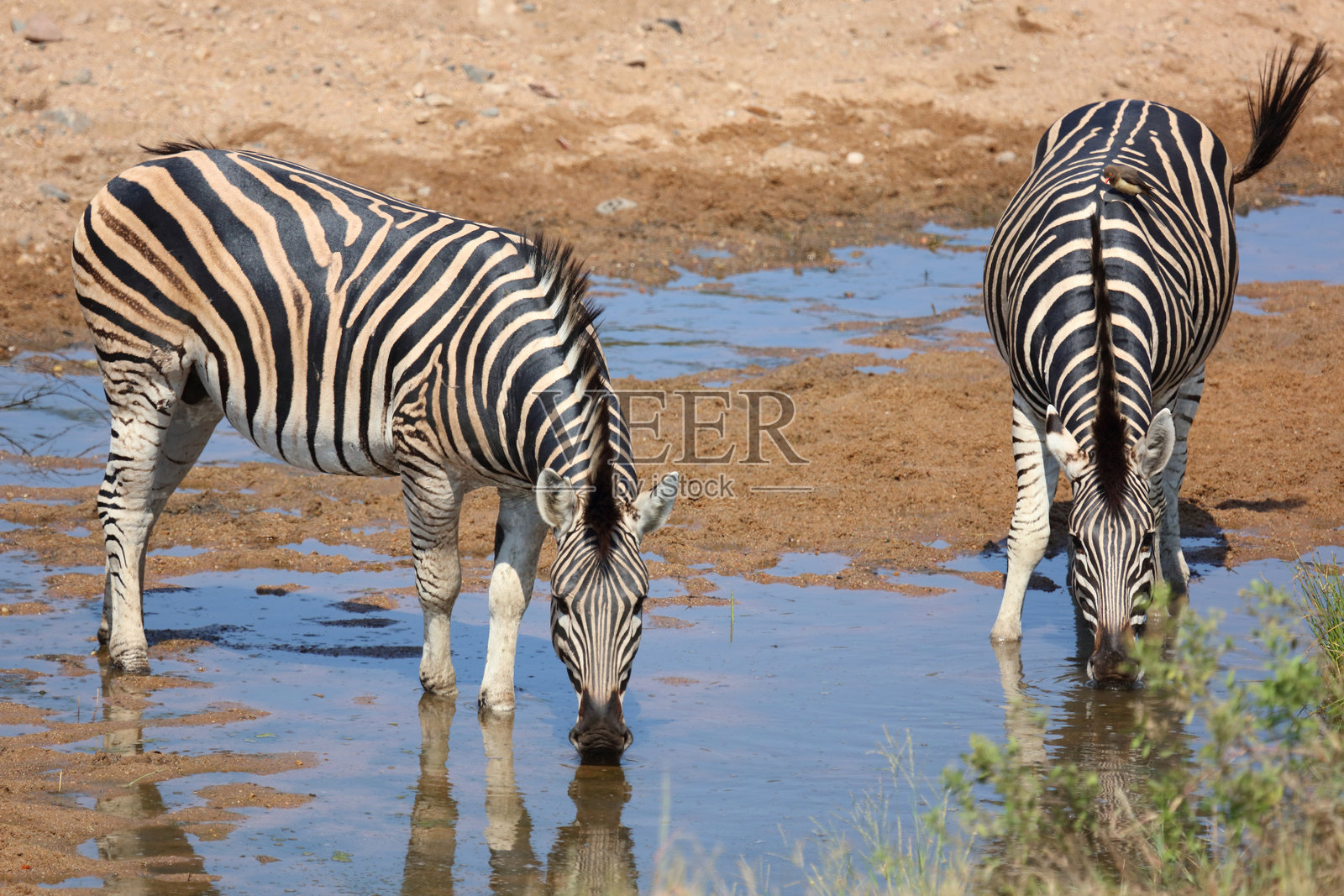 草原斑马 / 伯切尔斑马 / Equus quagga burchellii照片摄影图片