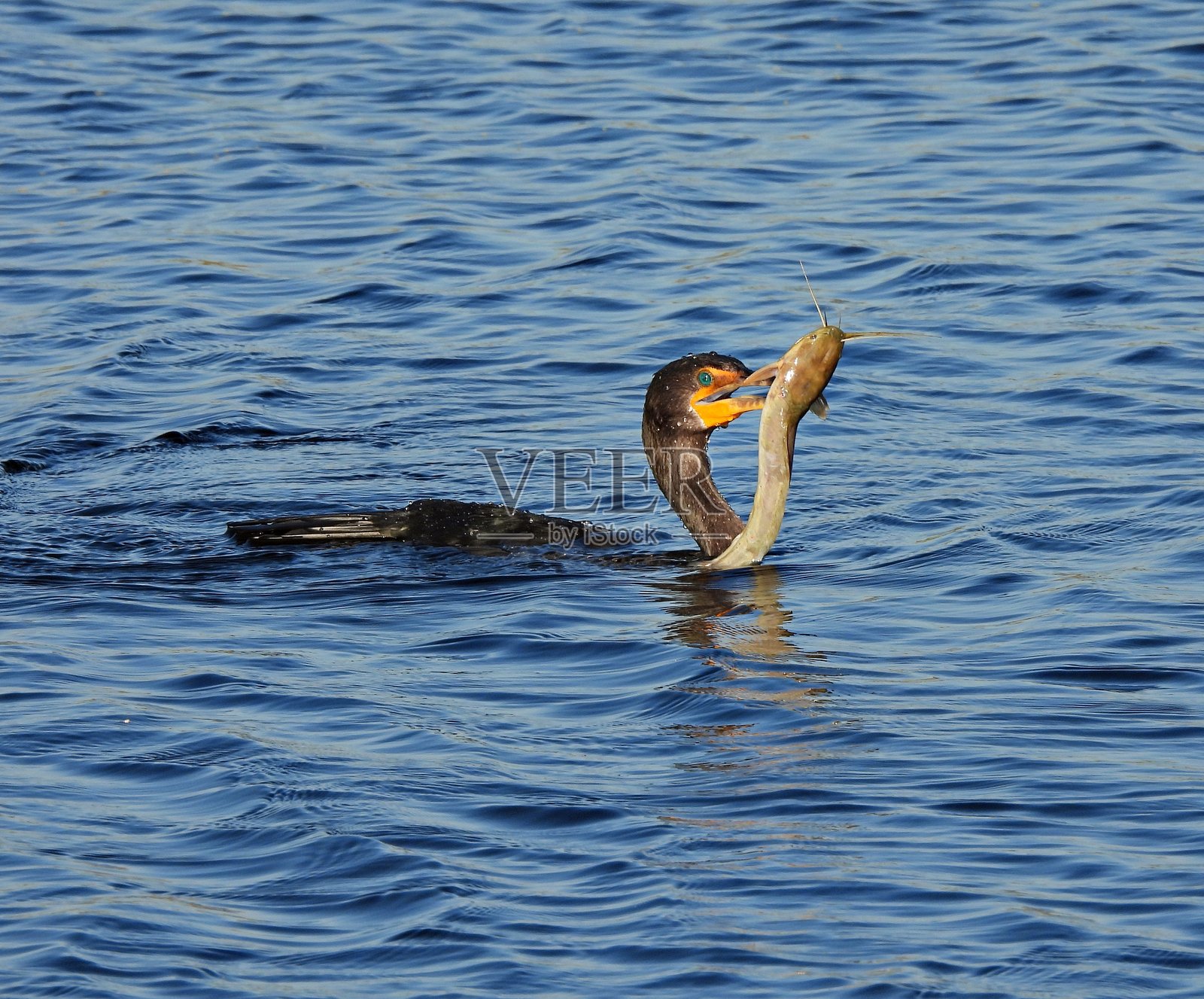 双冠鸬鹚（Phalacrocorax auritus） - 游泳时捕获鱼类照片摄影图片