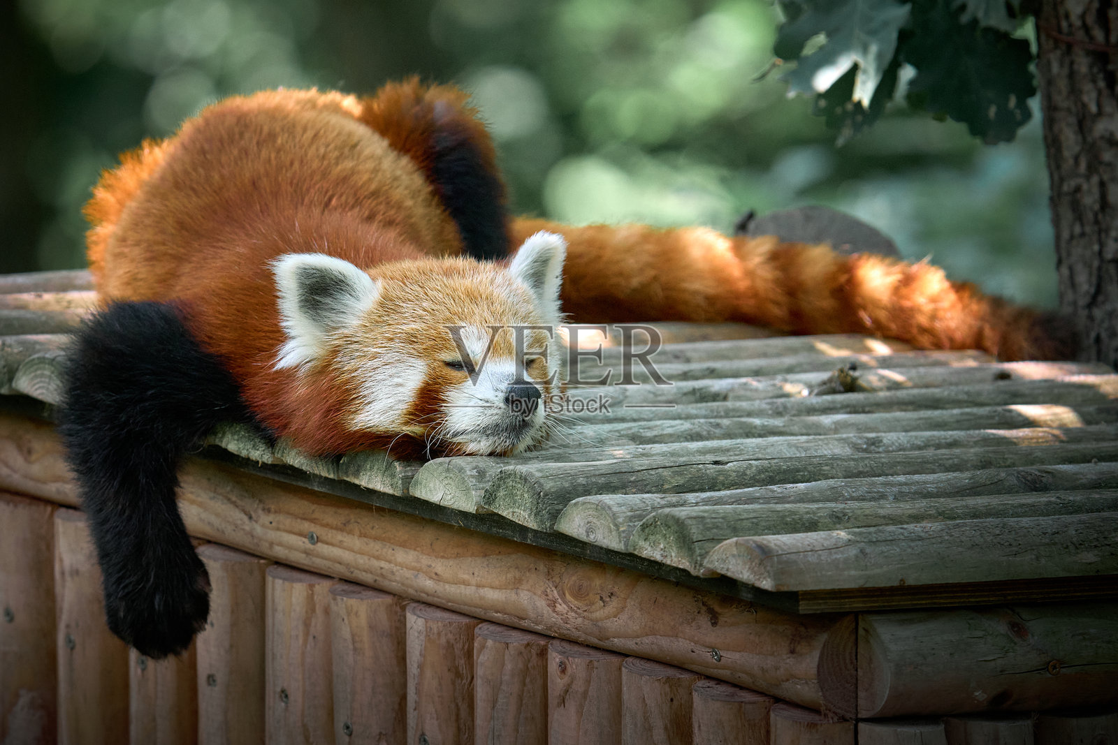 红熊猫在宁静森林环境中的郁郁葱葱的绿树间，布尔诺动物园照片摄影图片