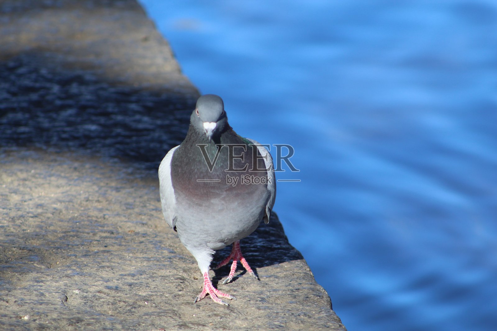 鸽子走路照片摄影图片