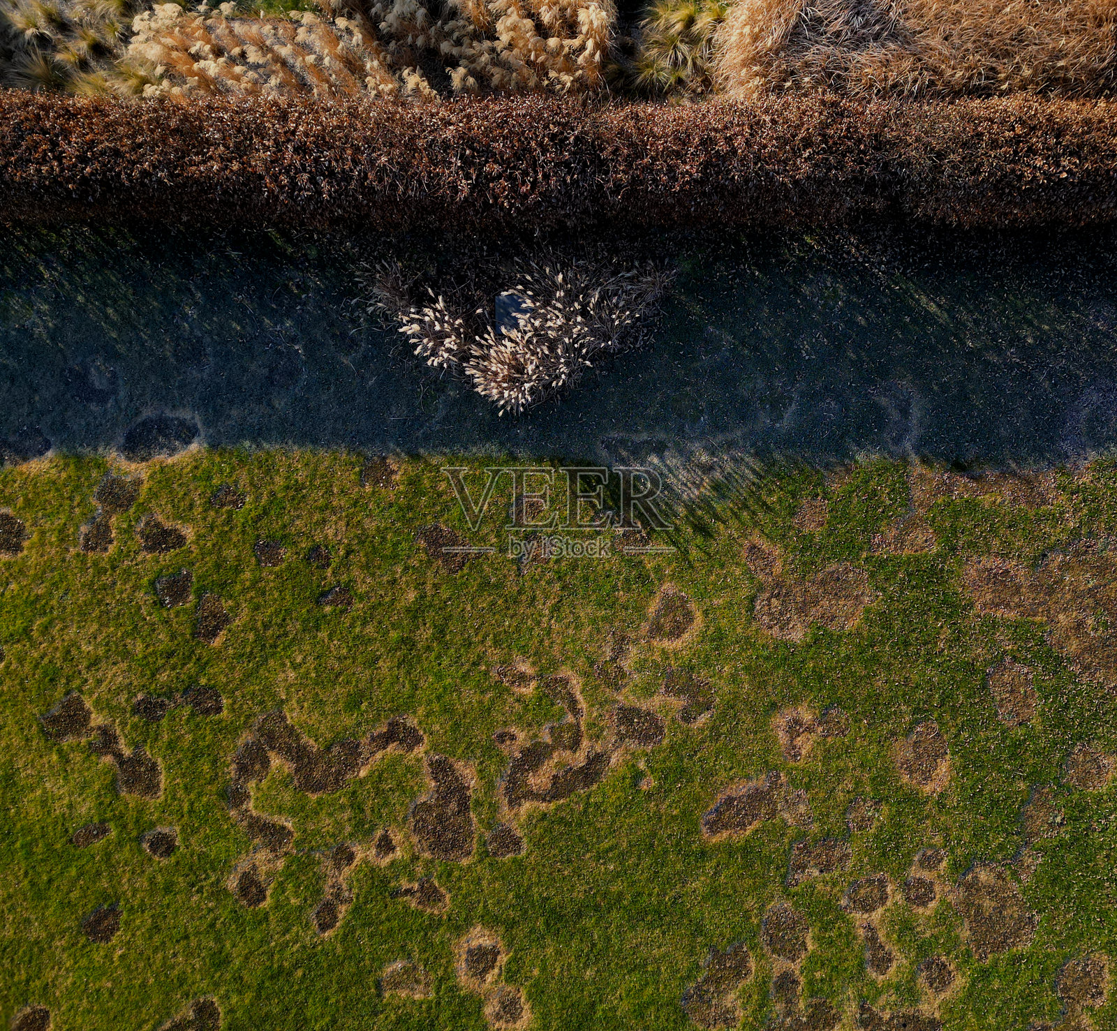 雪霉病是草坪的一种病害，主要发生在冬季和春季。过多的有机物、未冻土壤上的积雪、持久的积雪覆盖以及长时间的潮湿天气都是其诱因。照片摄影图片