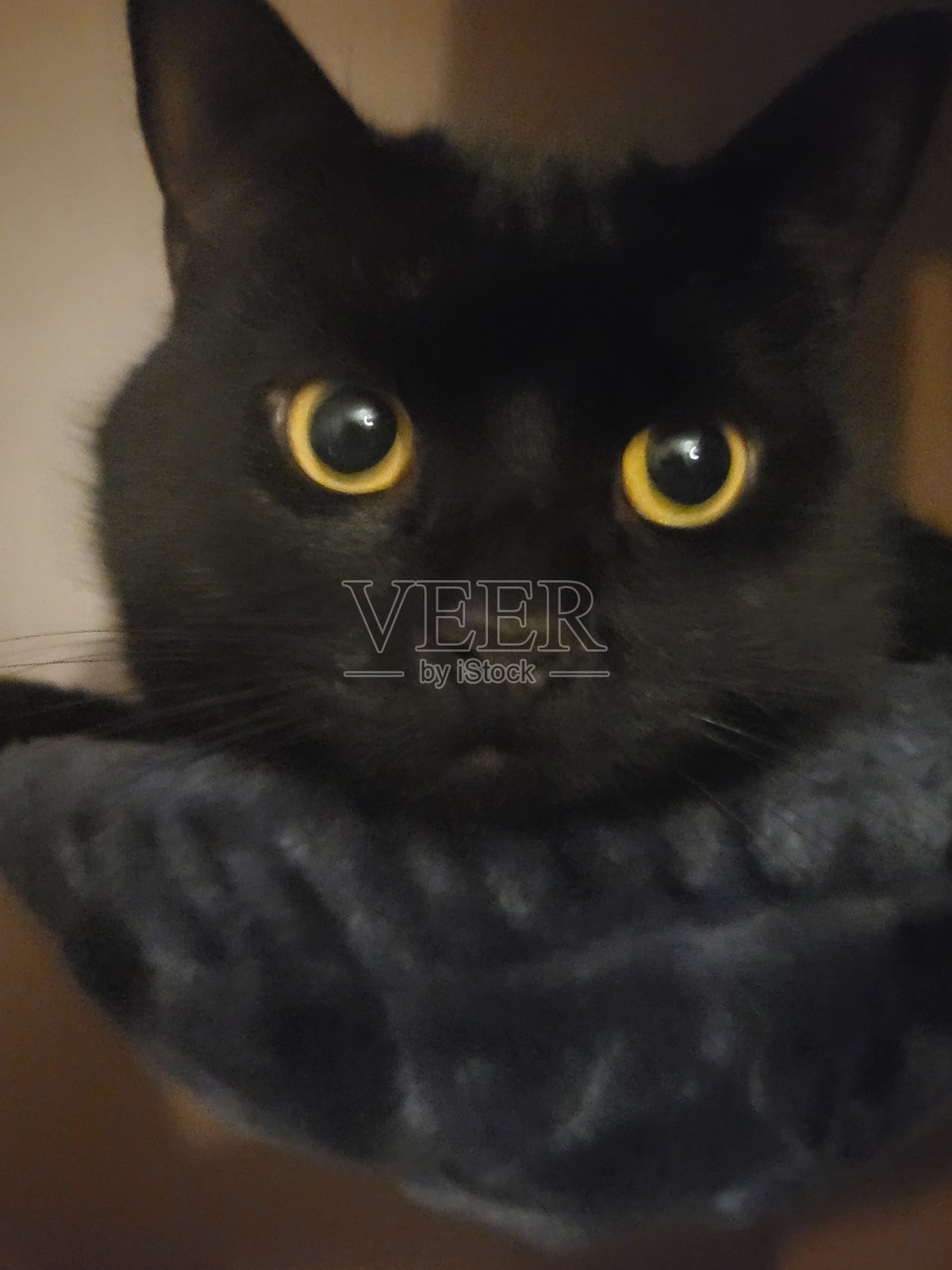 黑猫照片摄影图片