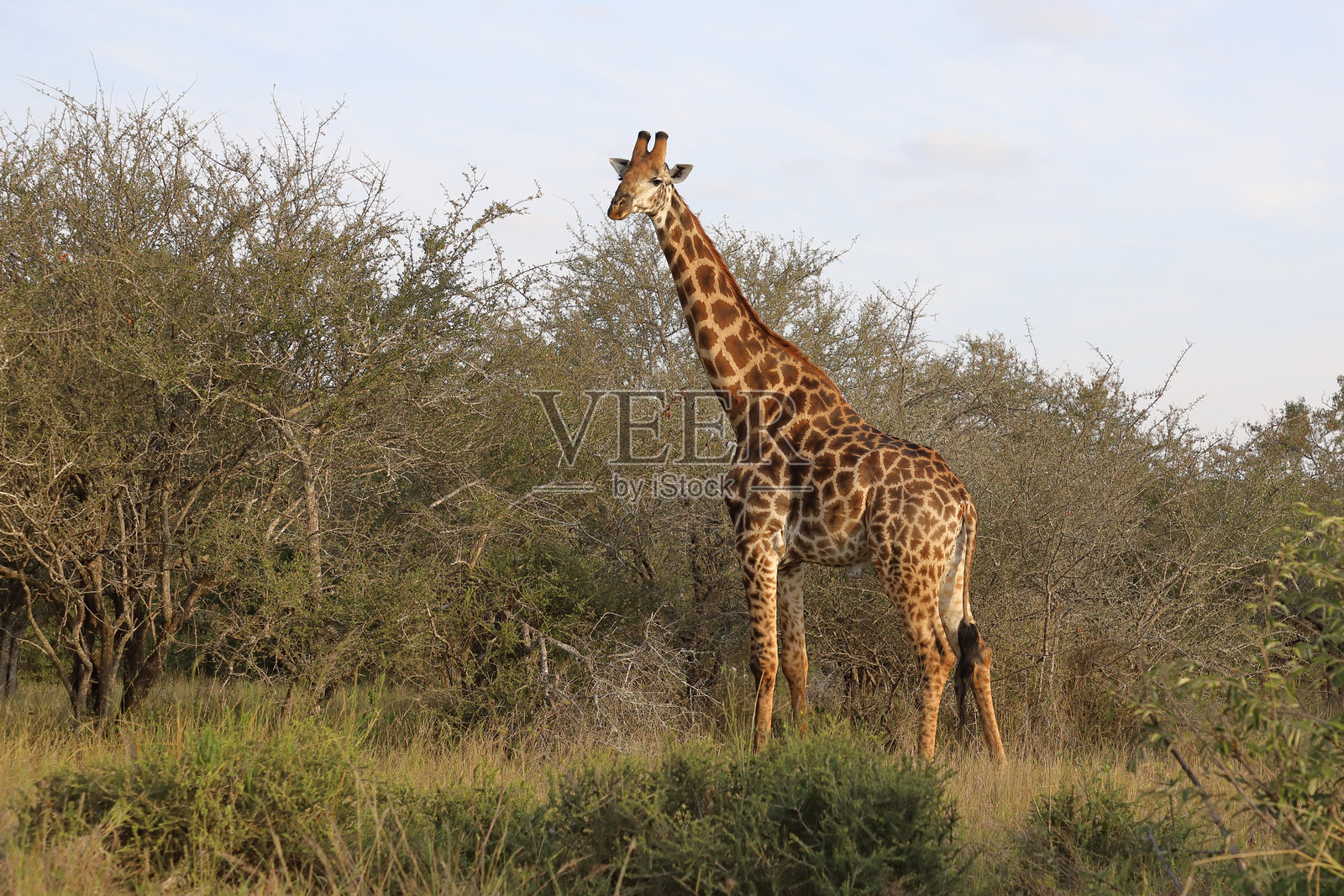 长颈鹿 / 长颈鹿 / 长颈鹿照片摄影图片