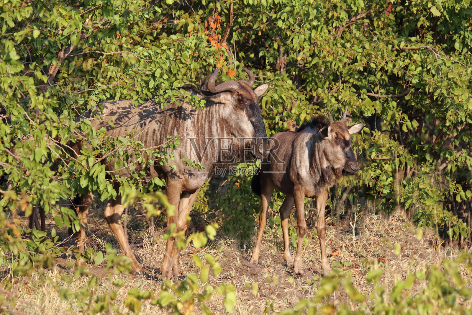 条纹角马 / 蓝色角马 / Connochaetes taurinus照片摄影图片