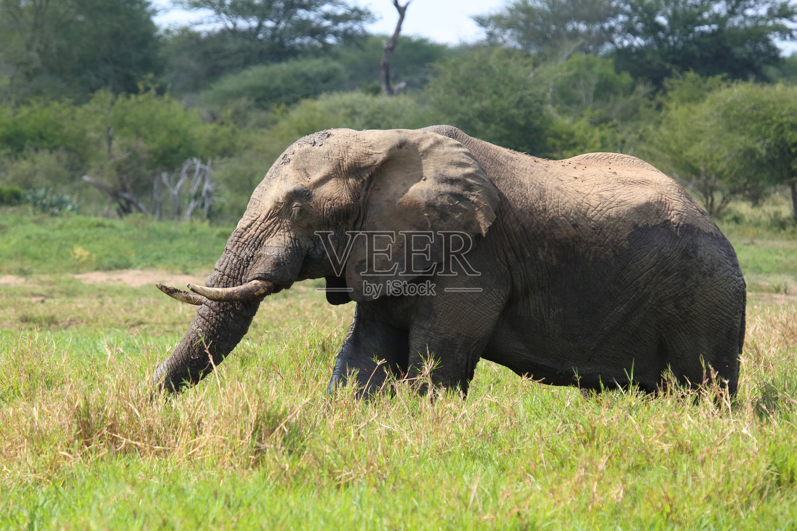 非洲象在泥浆中 / Loxodonta africana照片摄影图片