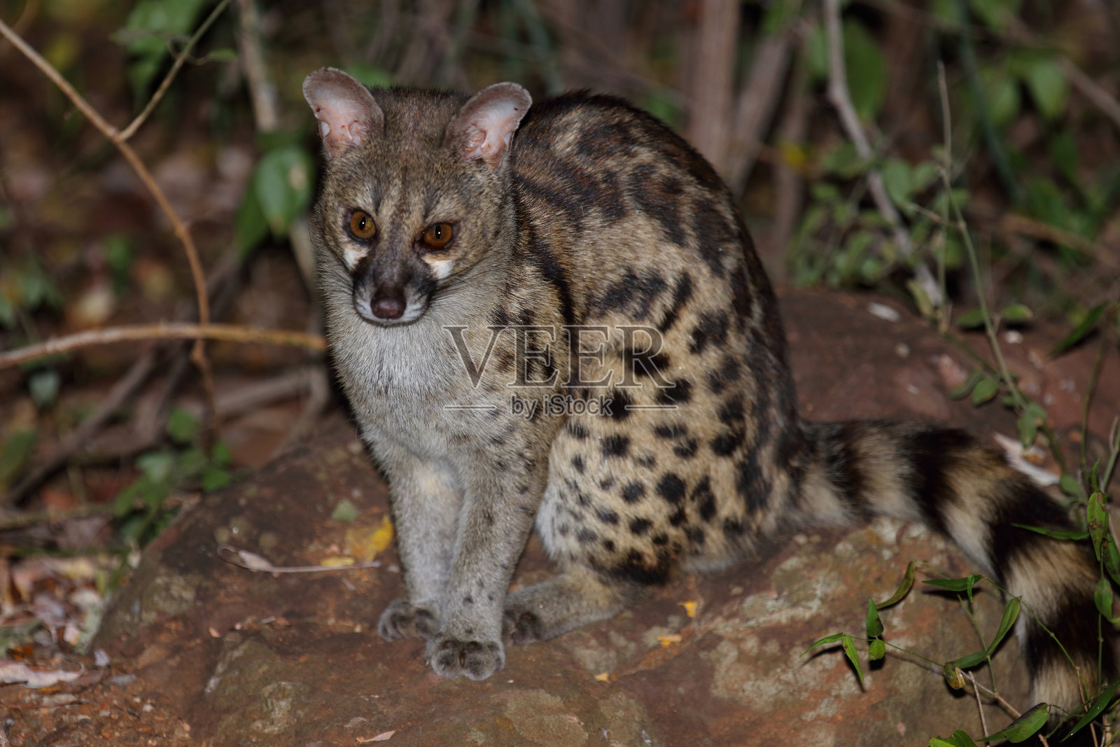南方大斑点基因猫 / 南非大斑点基因猫 / Genetta tigrina照片摄影图片