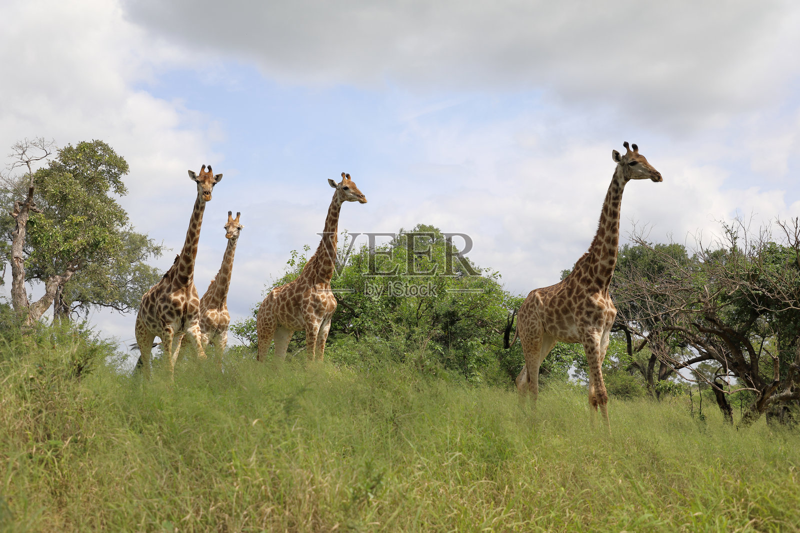 长颈鹿 / 长颈鹿 / 长颈鹿照片摄影图片