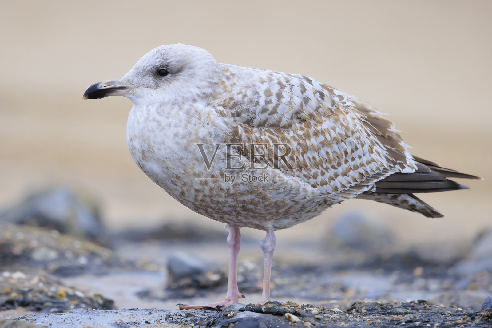 银鸥（Larus argentatus）特写，栖息在一处照片摄影图片
