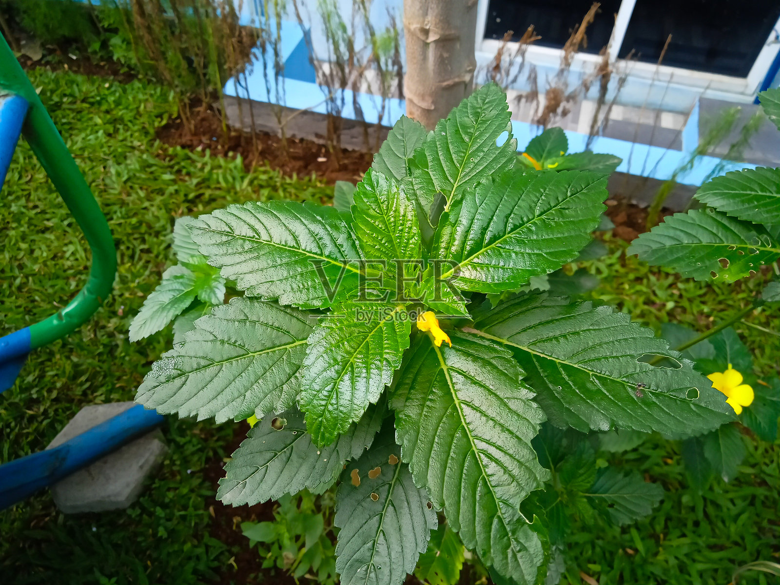 家园中的绿色叶子植物照片摄影图片