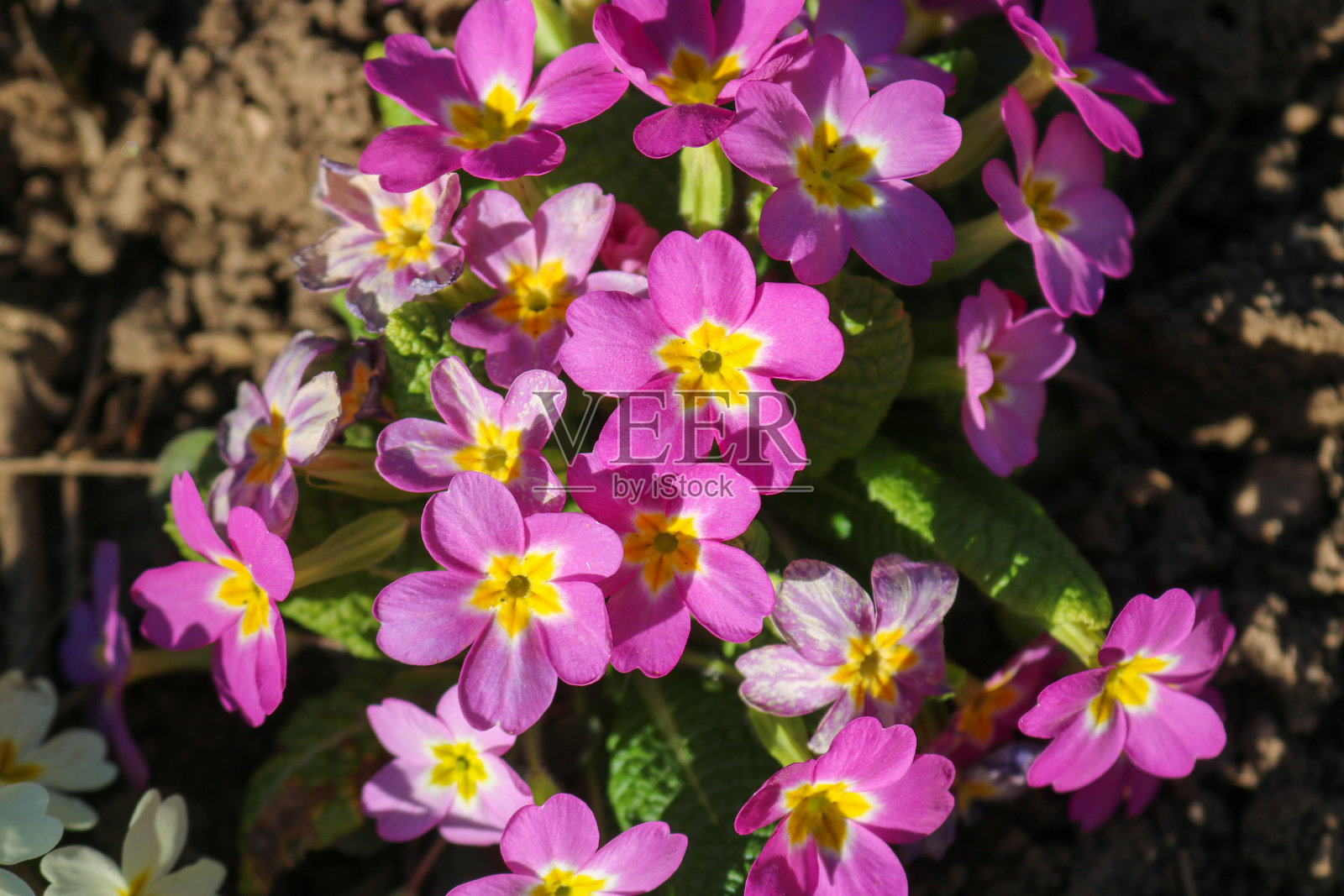 春天的花朵照片摄影图片