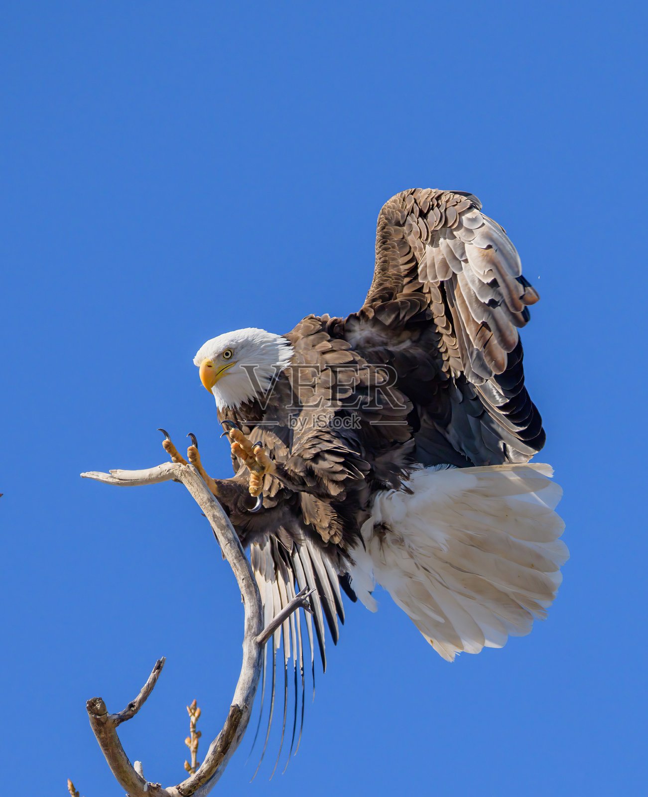 鹰落地照片摄影图片