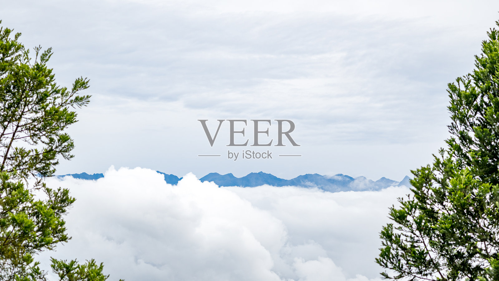 秘鲁安第斯山脉的亚马逊风景，山下浓雾弥漫，两侧各有一棵树。照片摄影图片