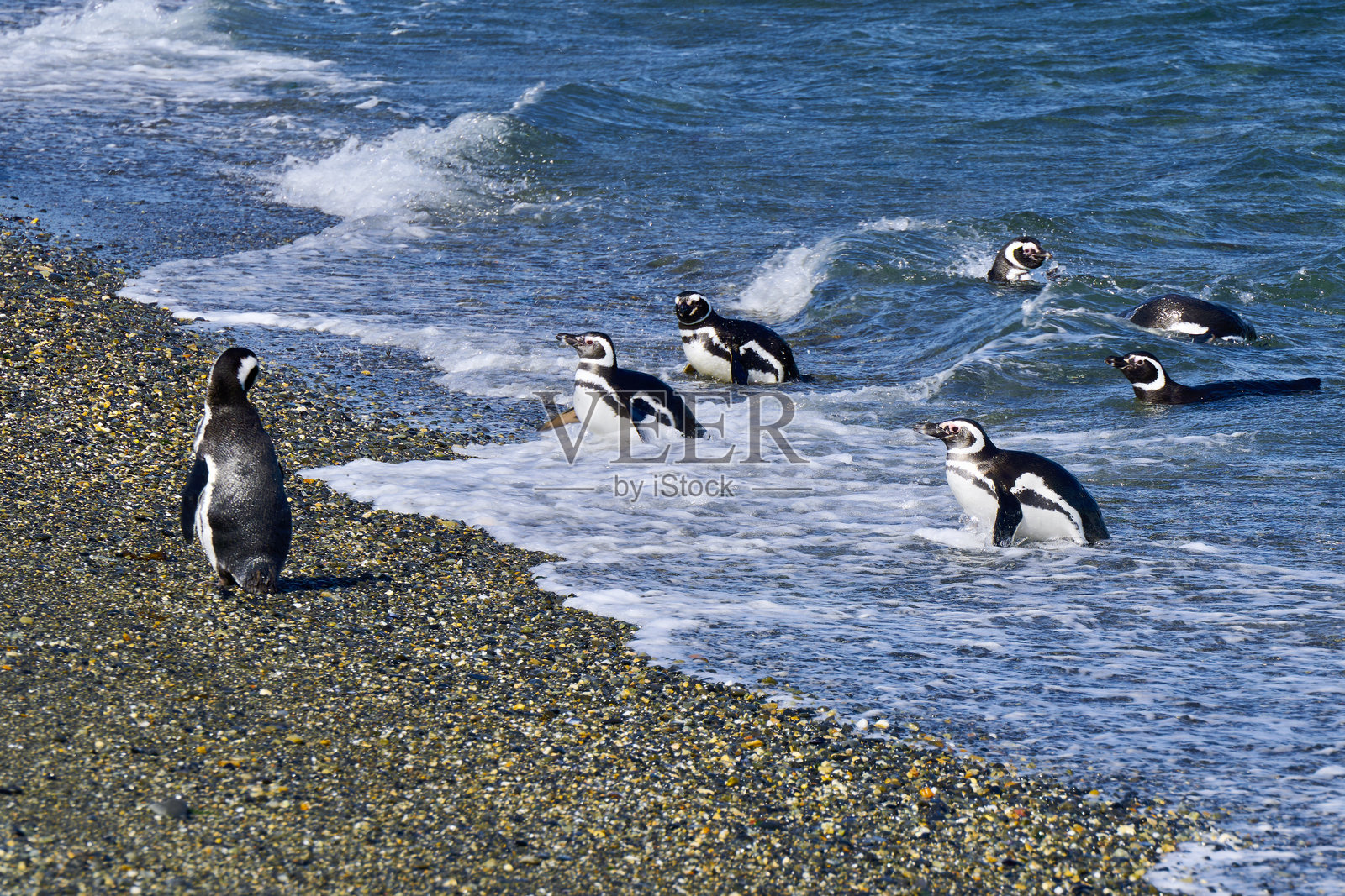 企鹅照片摄影图片