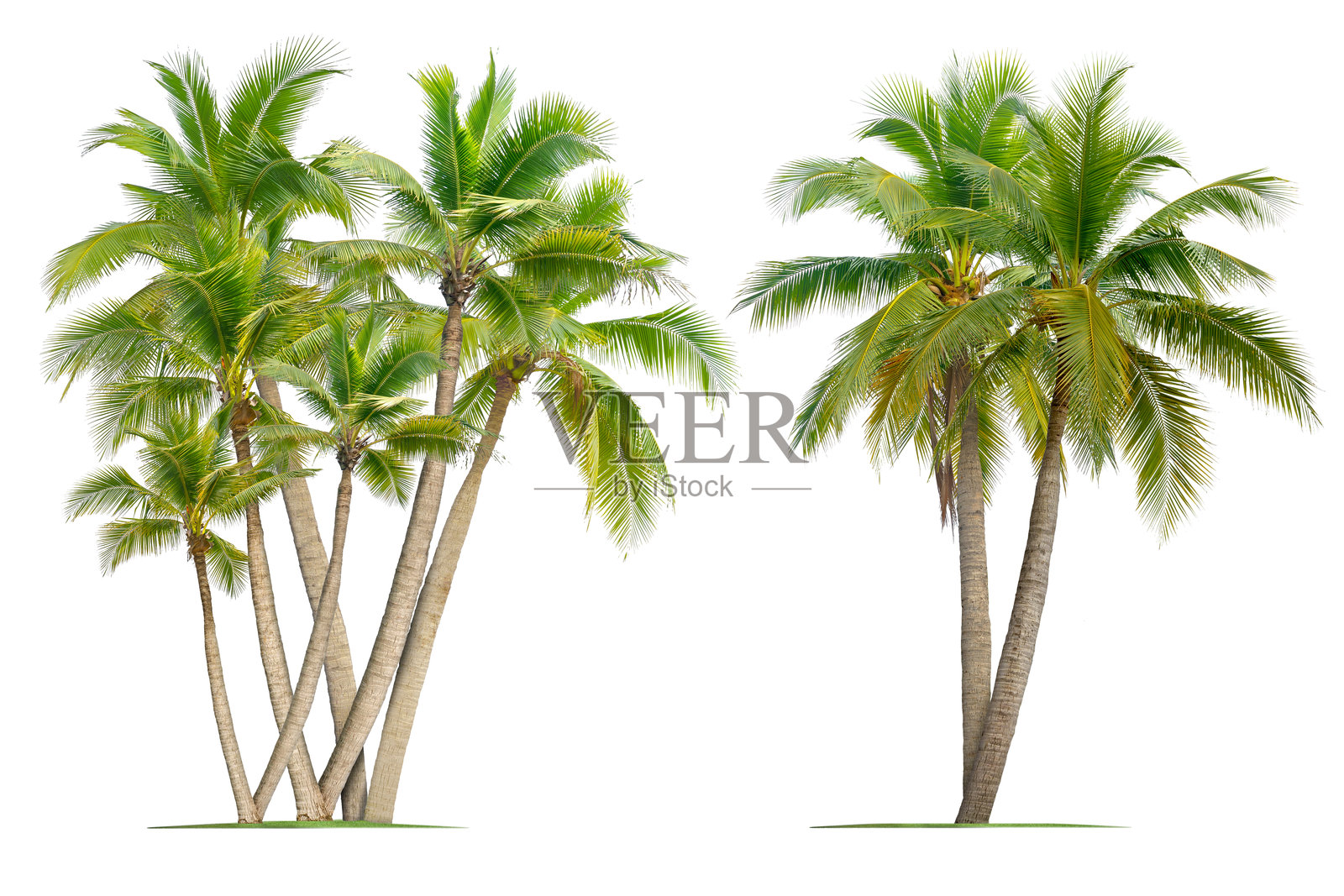 椰子树。照片摄影图片